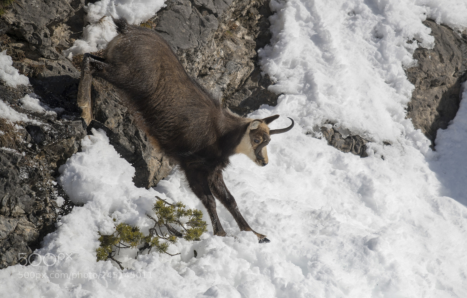 Nikon D850 sample photo. Chamois's jump with broken photography