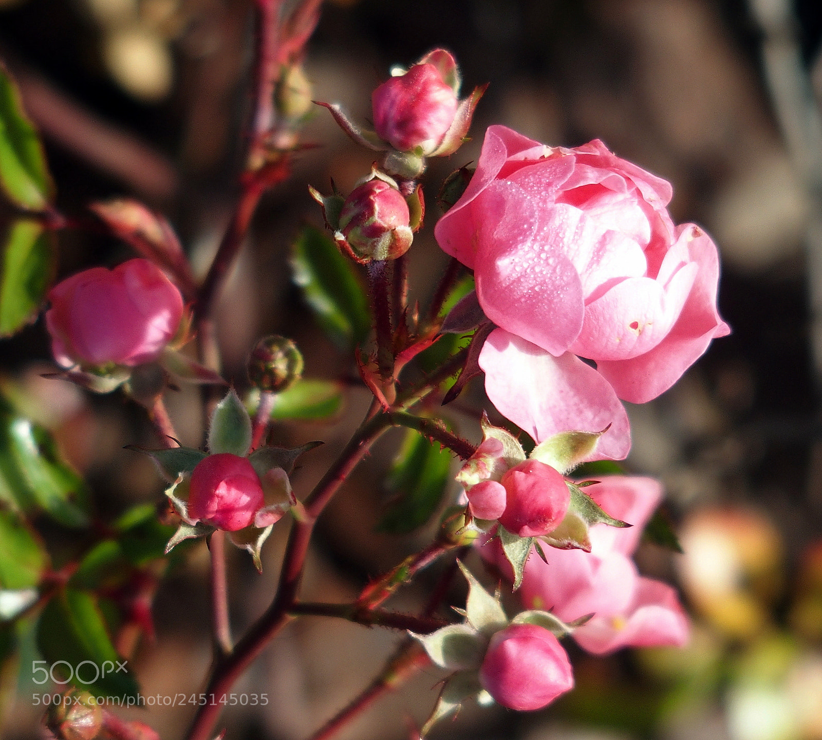 Olympus STYLUS1,1s sample photo. Roses photography
