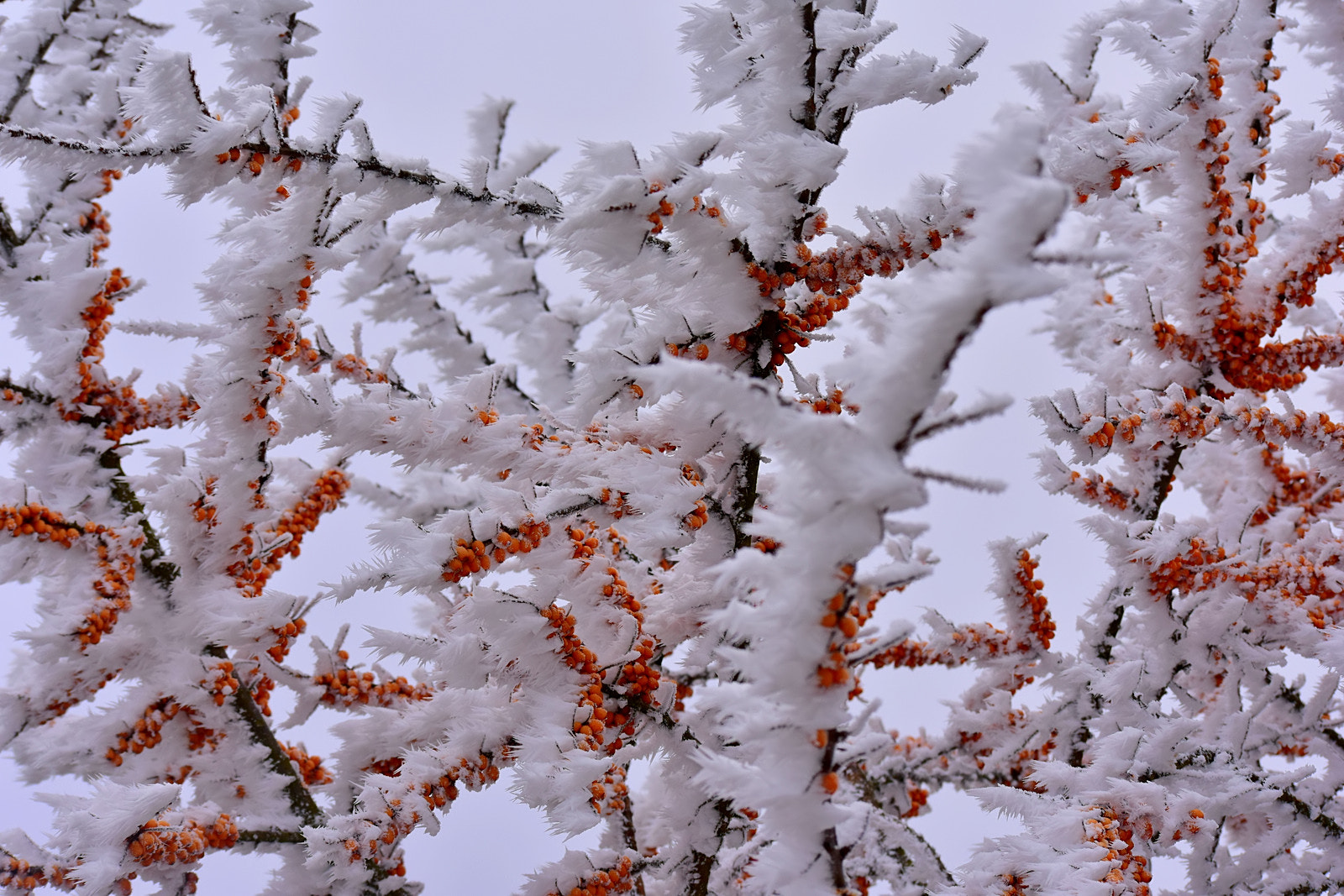 Nikon D3400 sample photo. Snowy day photography