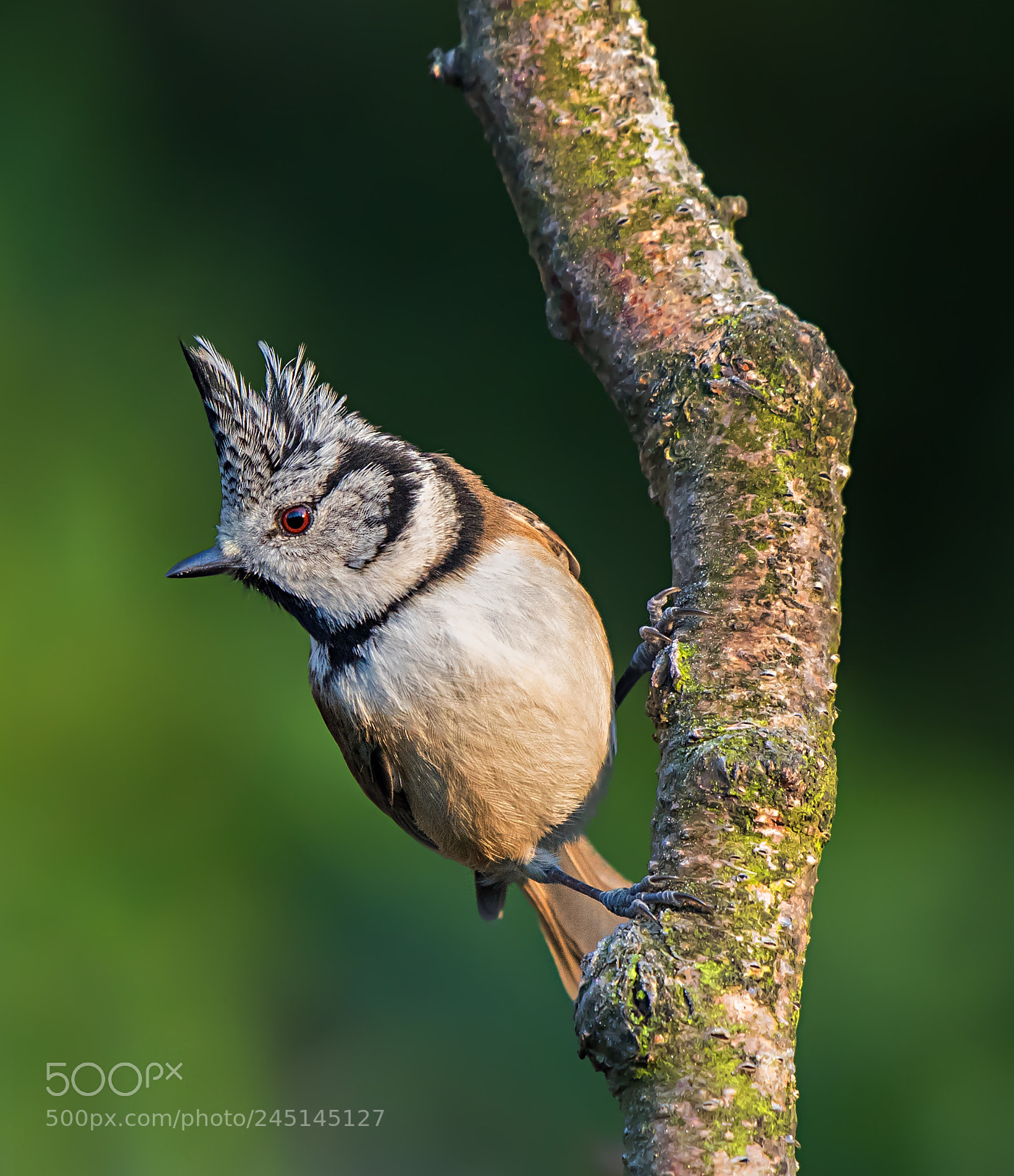 Nikon D500 sample photo. Crested tit photography