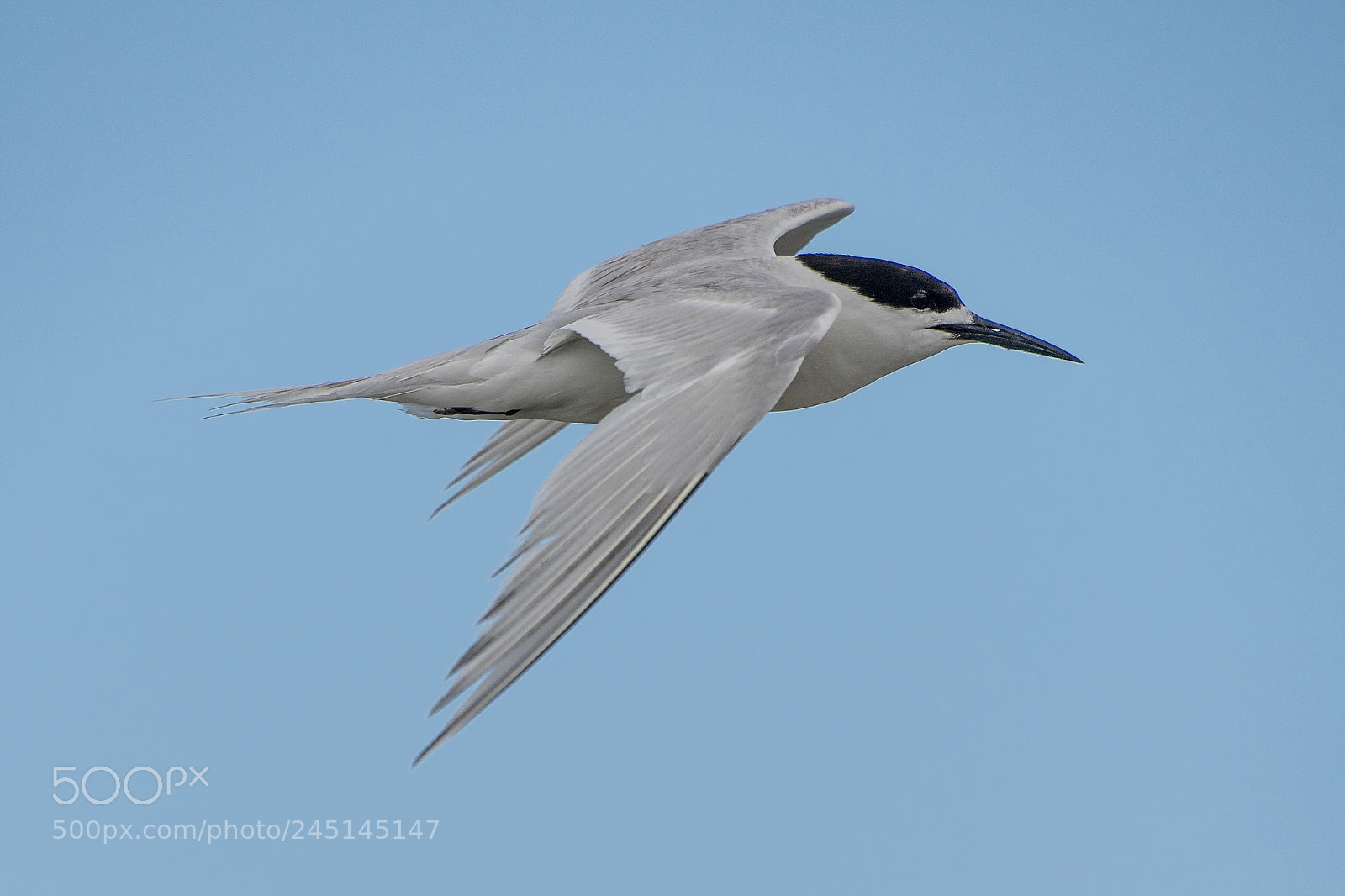 Nikon D500 sample photo. White-fronted tern / tara photography