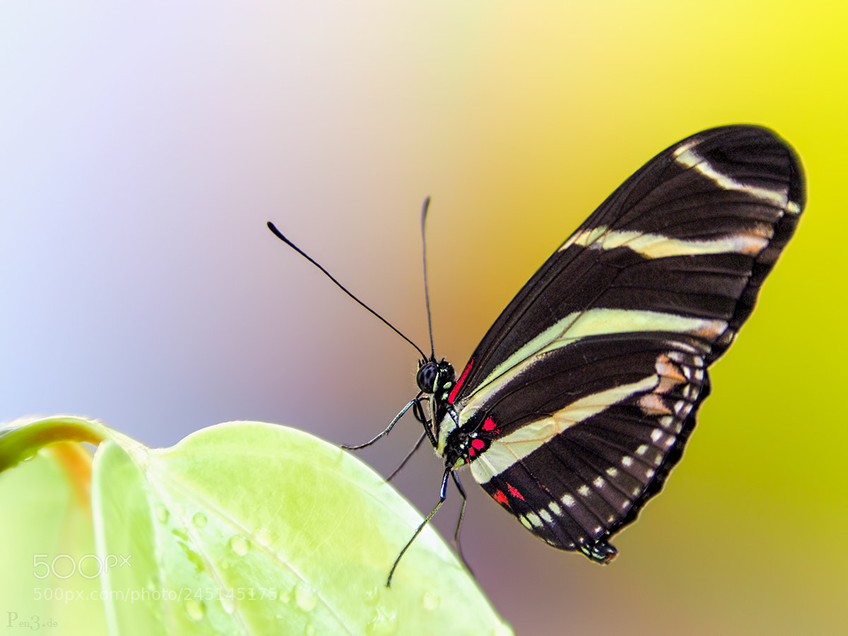 Olympus PEN-F sample photo. Zebra longwing photography