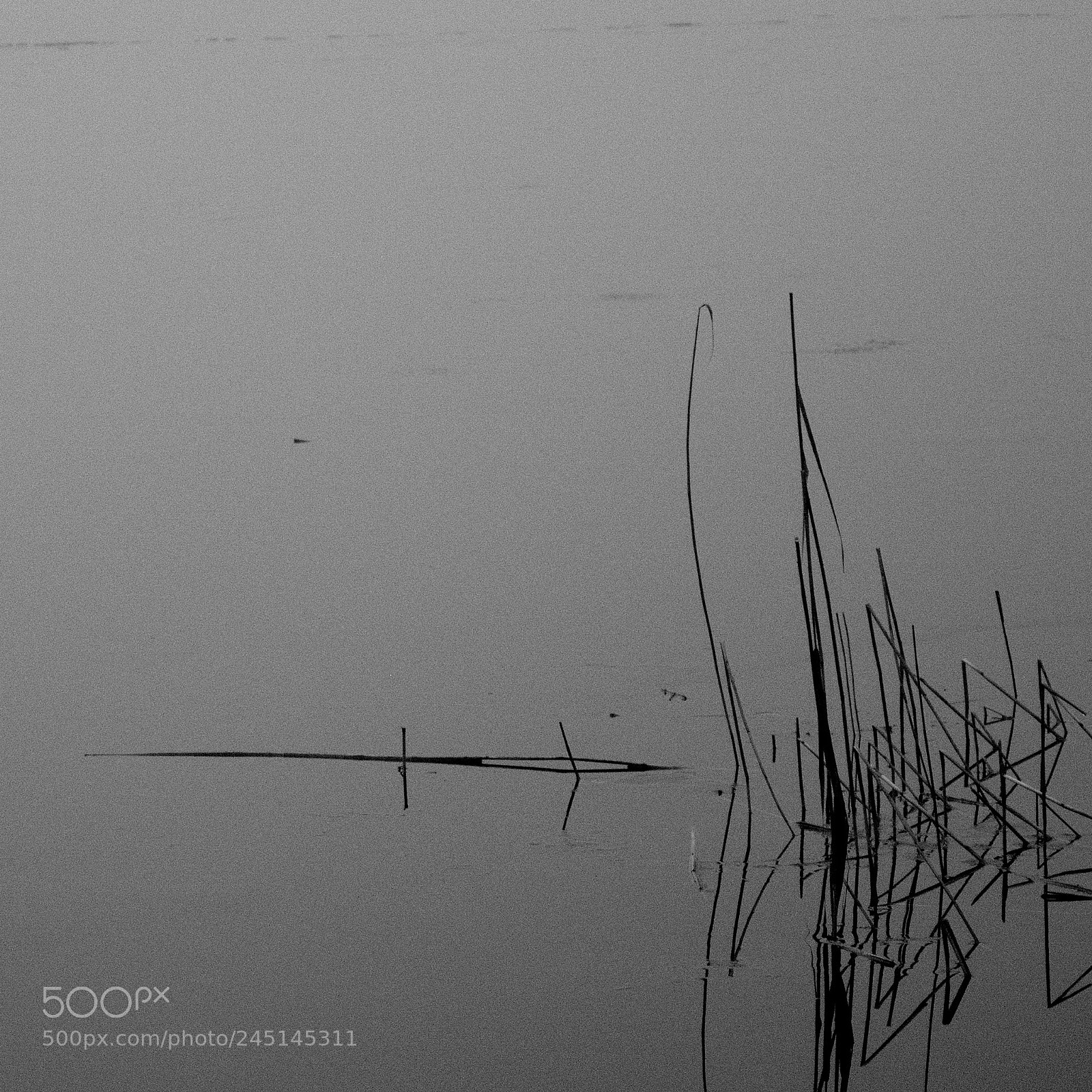 Nikon D5200 sample photo. Rush in fog 2018 photography