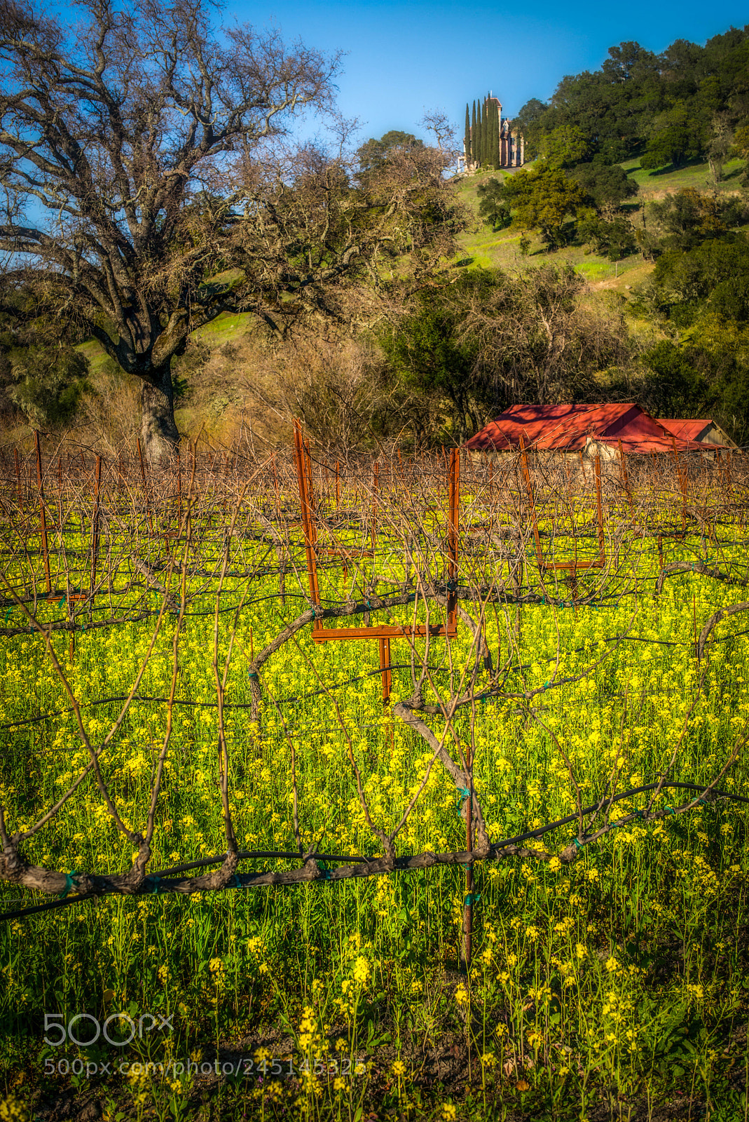 Leica M (Typ 240) sample photo. Napa mustard photography