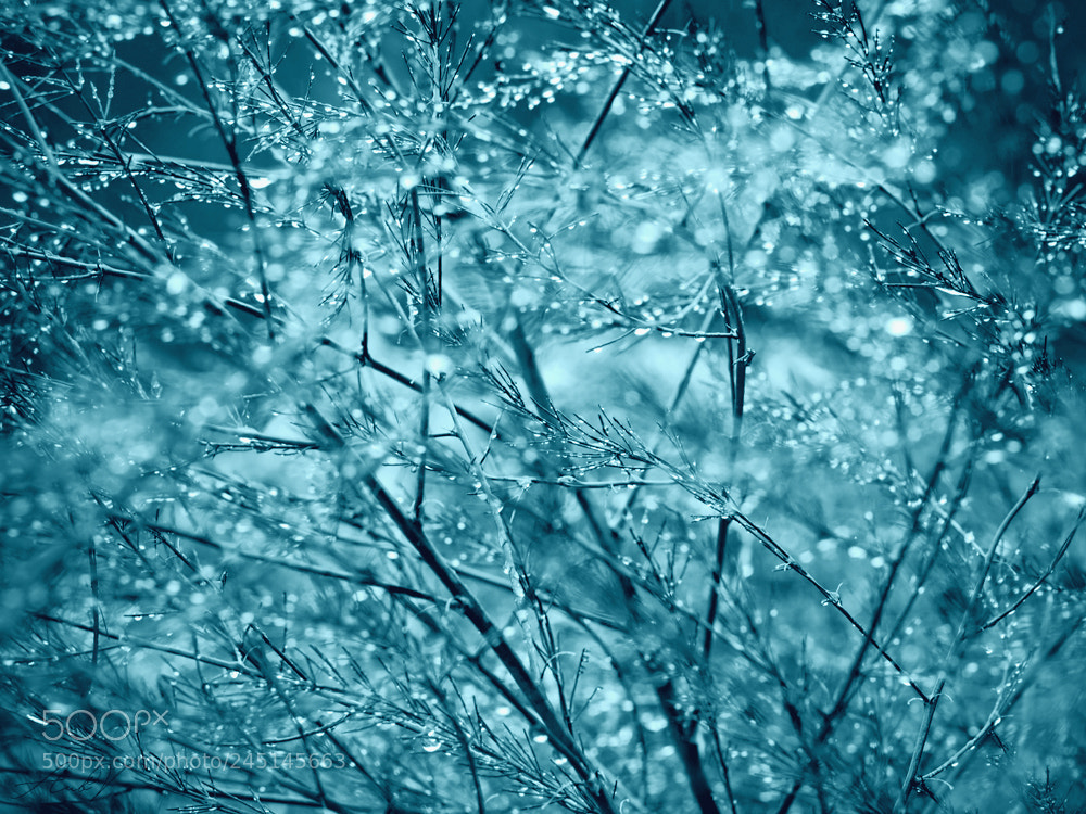 Olympus PEN E-PL1 sample photo. A beautiful moment photography