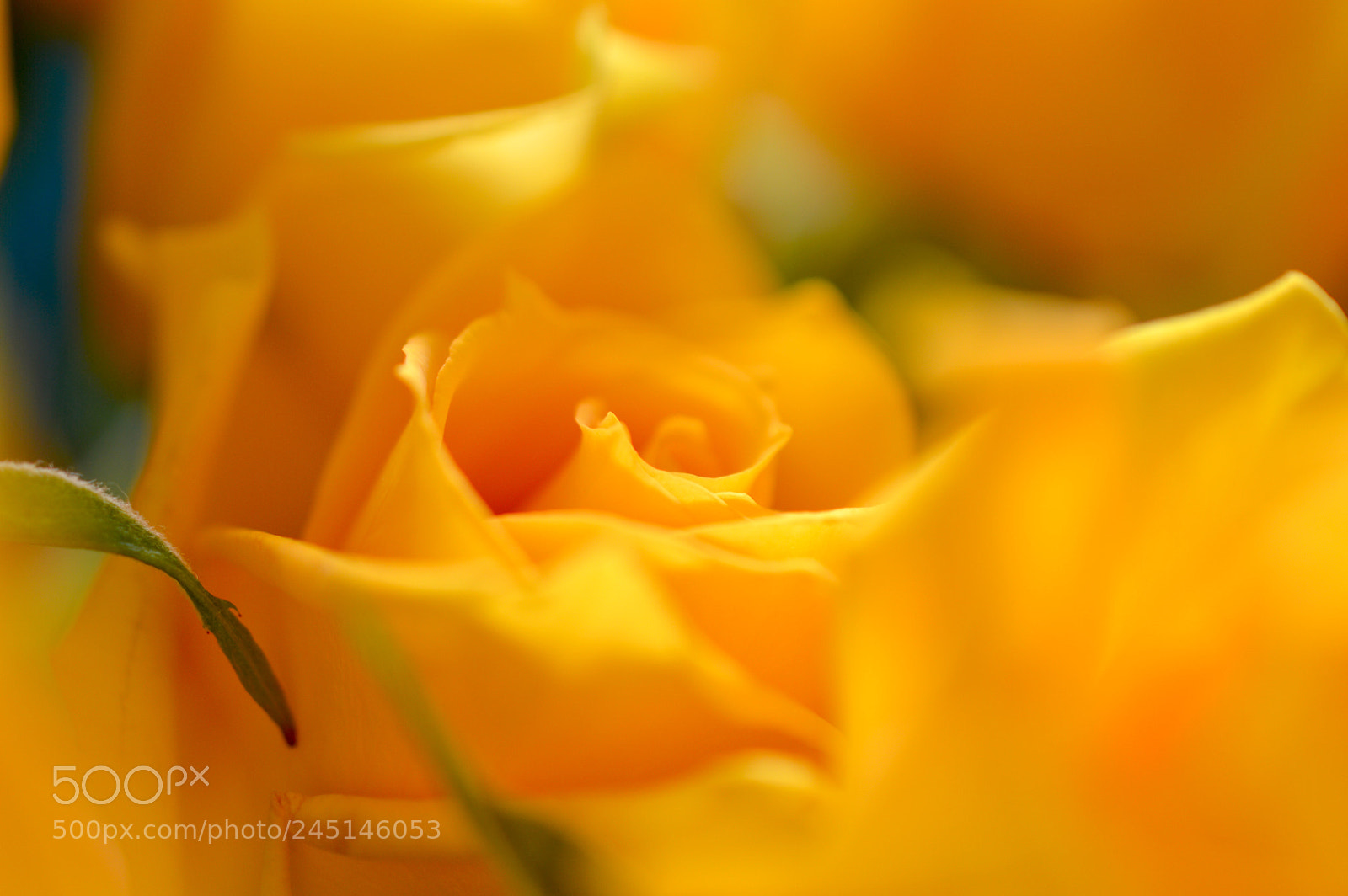 Nikon D3200 sample photo. Petal ஐ*･ photography