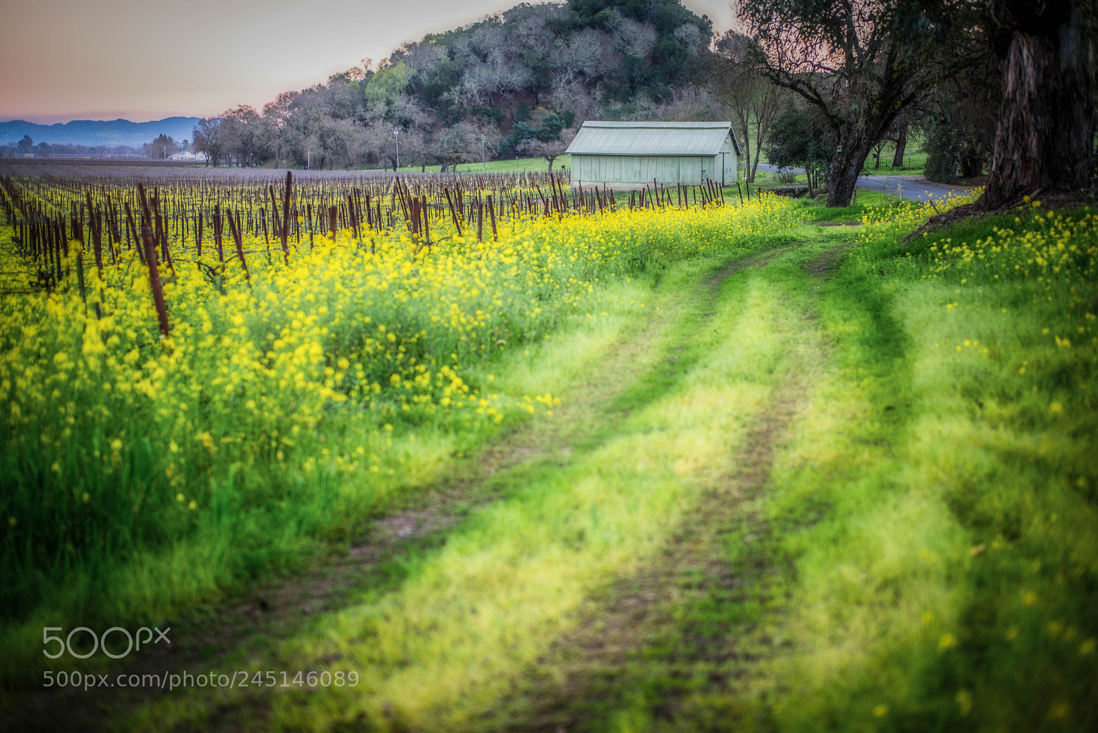 Leica M (Typ 240) sample photo. Napa vineyard w mustard photography