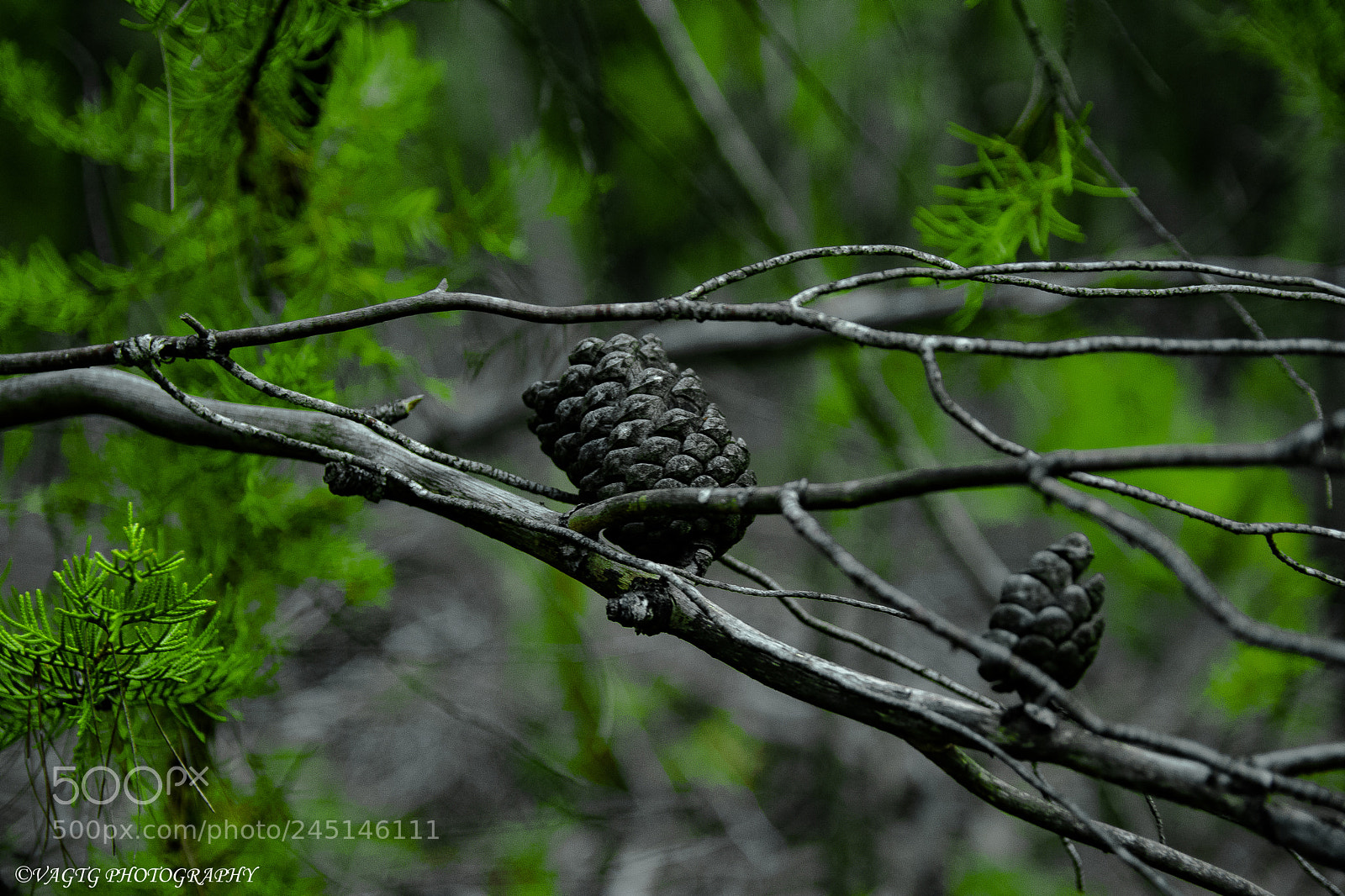 Nikon D3400 sample photo. Pine tree photography
