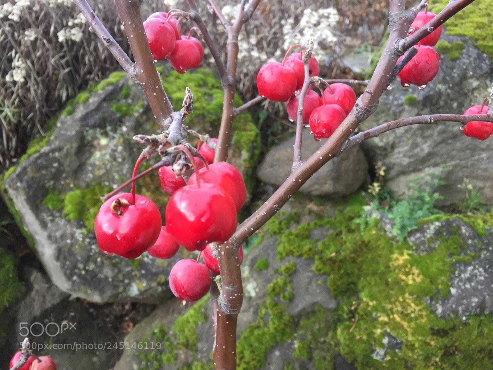 Apple iPhone 6 Plus sample photo. Untitled photography