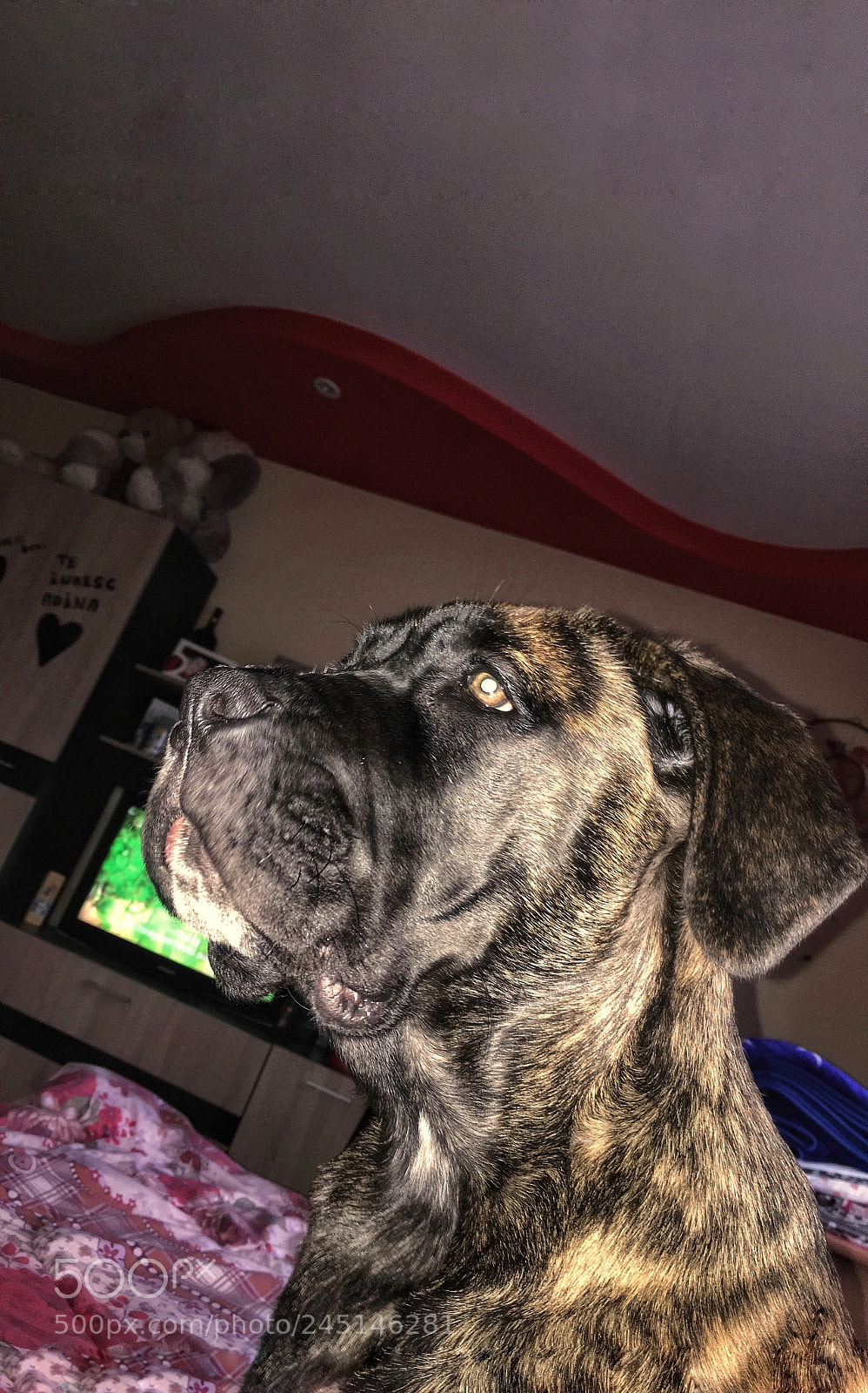 Apple iPhone 6s sample photo. Cane corso photography