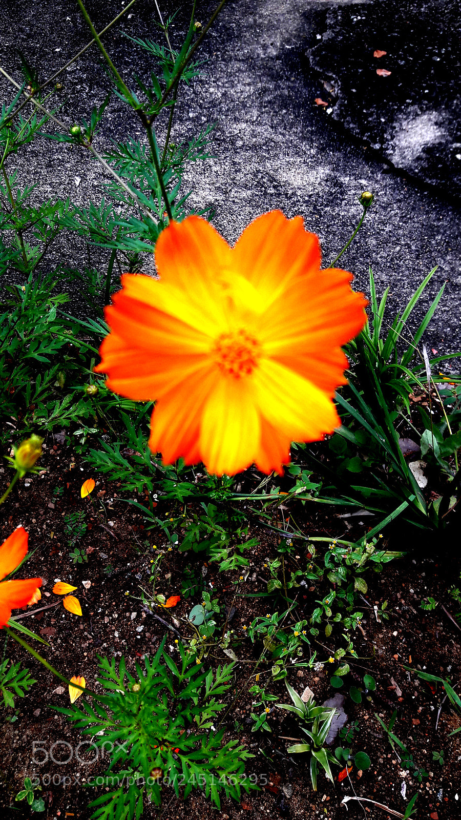 Samsung Galaxy A5(2016) sample photo. Untitled photography