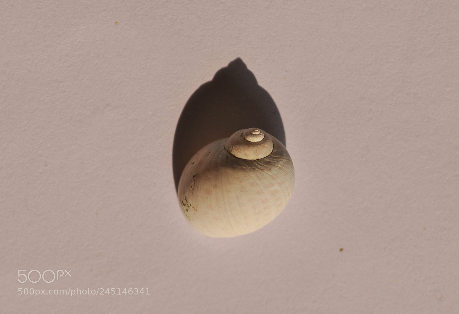 Nikon D90 sample photo. Shell photography