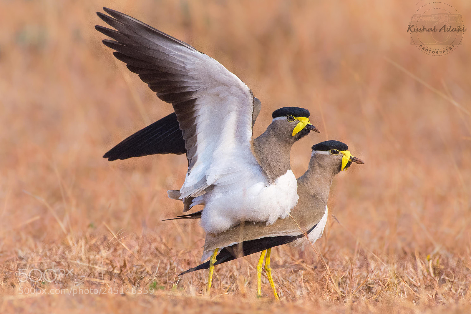 Nikon D7200 sample photo. Yellow wattled lapwing photography