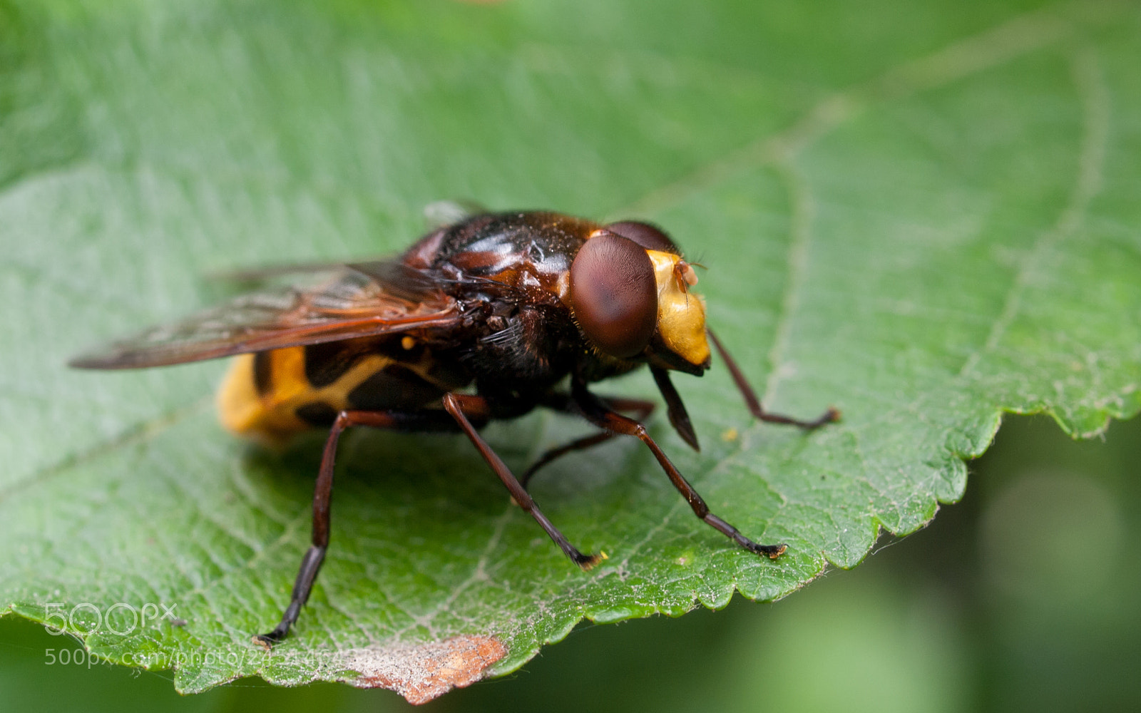 Olympus E-520 (EVOLT E-520) sample photo. Insect photography