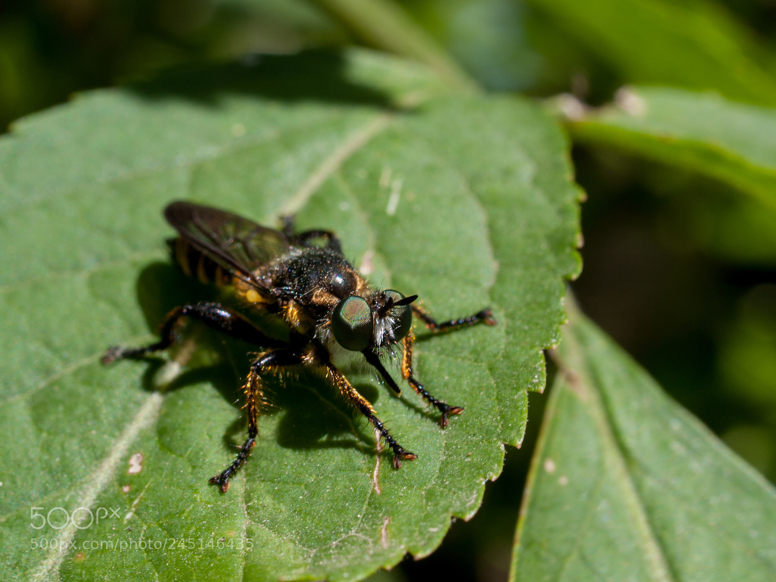 Olympus E-520 (EVOLT E-520) sample photo. Insect photography
