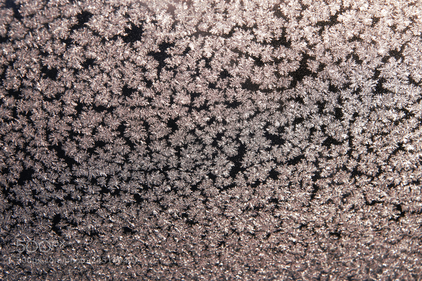 Nikon D810 sample photo. Frost on window photography
