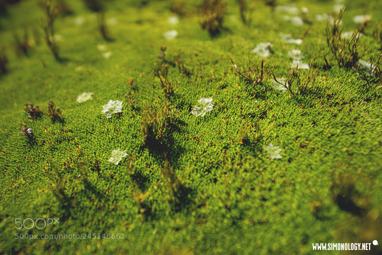 Nikon D800E sample photo. Cushion plants, tasmania. photography