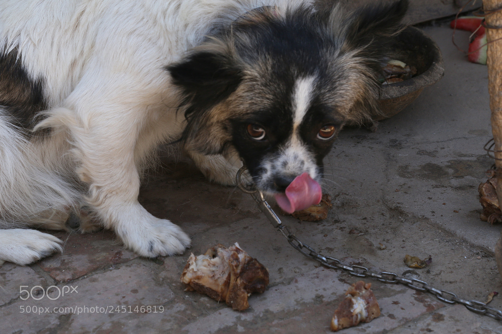 Canon EOS 6D + Canon EF 24-105mm F4L IS USM sample photo. Cute dog photography