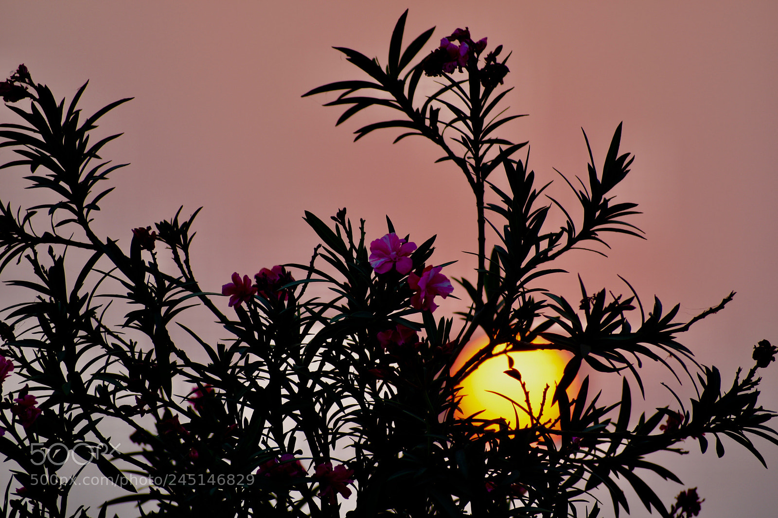 Nikon D7200 sample photo. Jbj photography