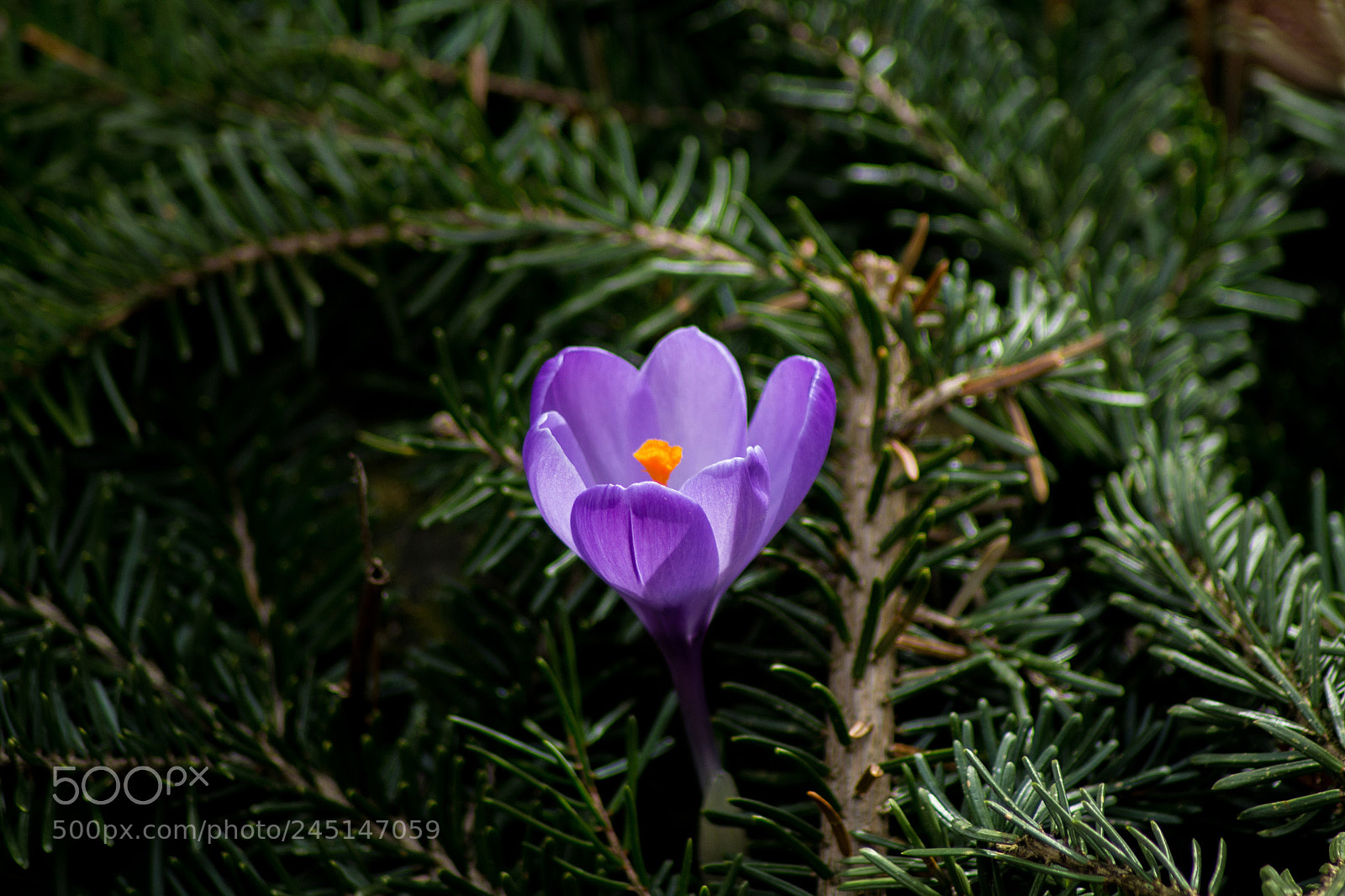 Nikon D3100 sample photo. Crocus photography