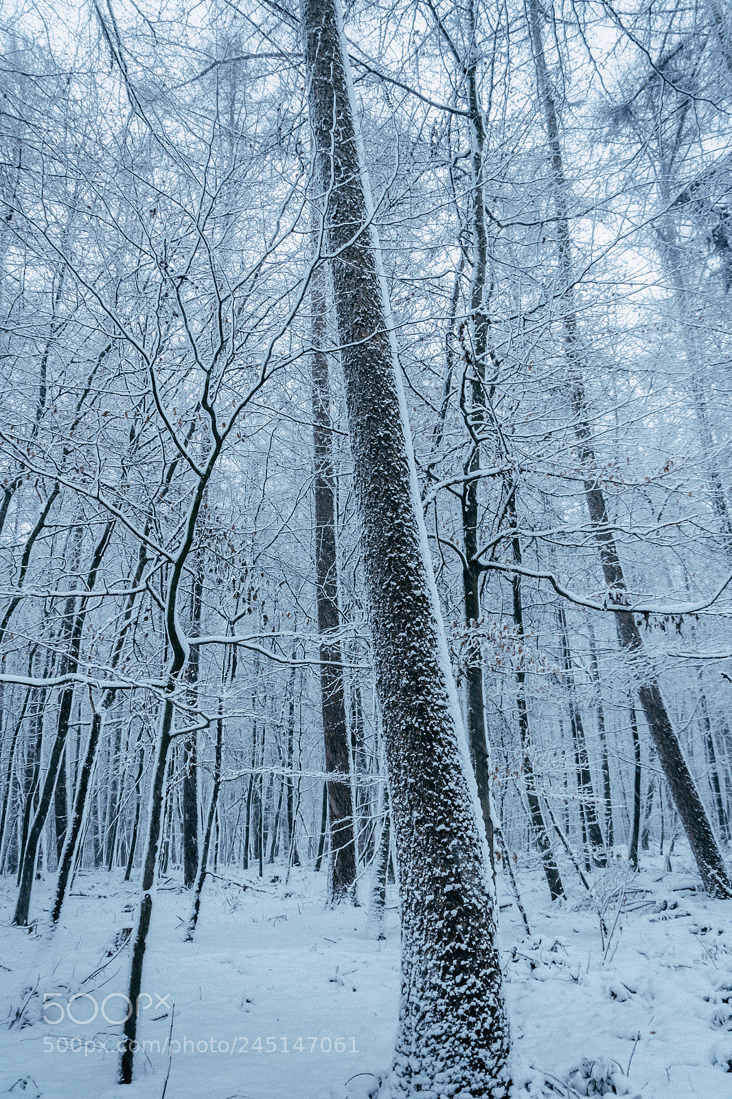 Nikon D3100 sample photo. Winter forest photography