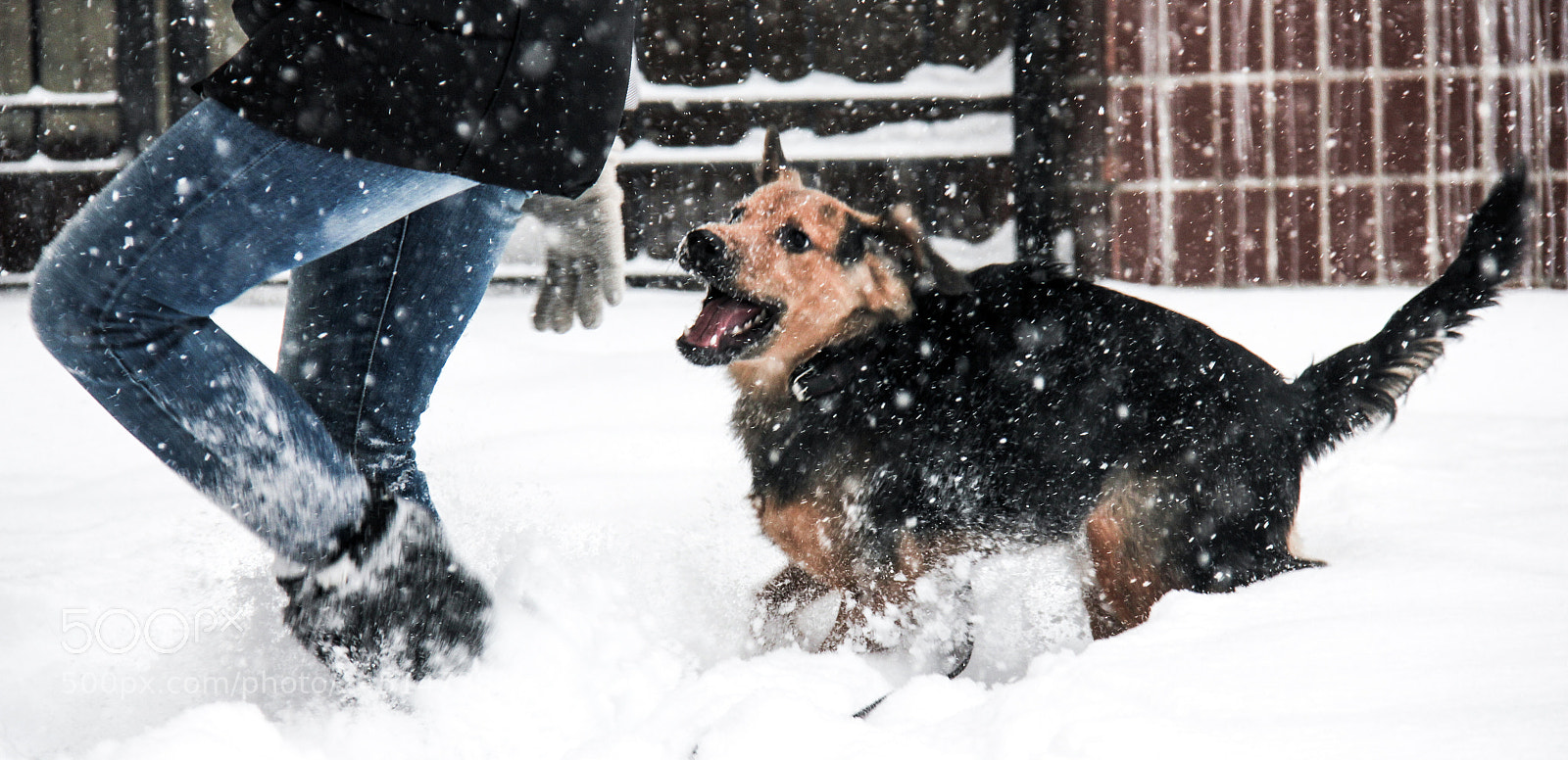 Canon EOS 550D (EOS Rebel T2i / EOS Kiss X4) sample photo. Playful dog photography