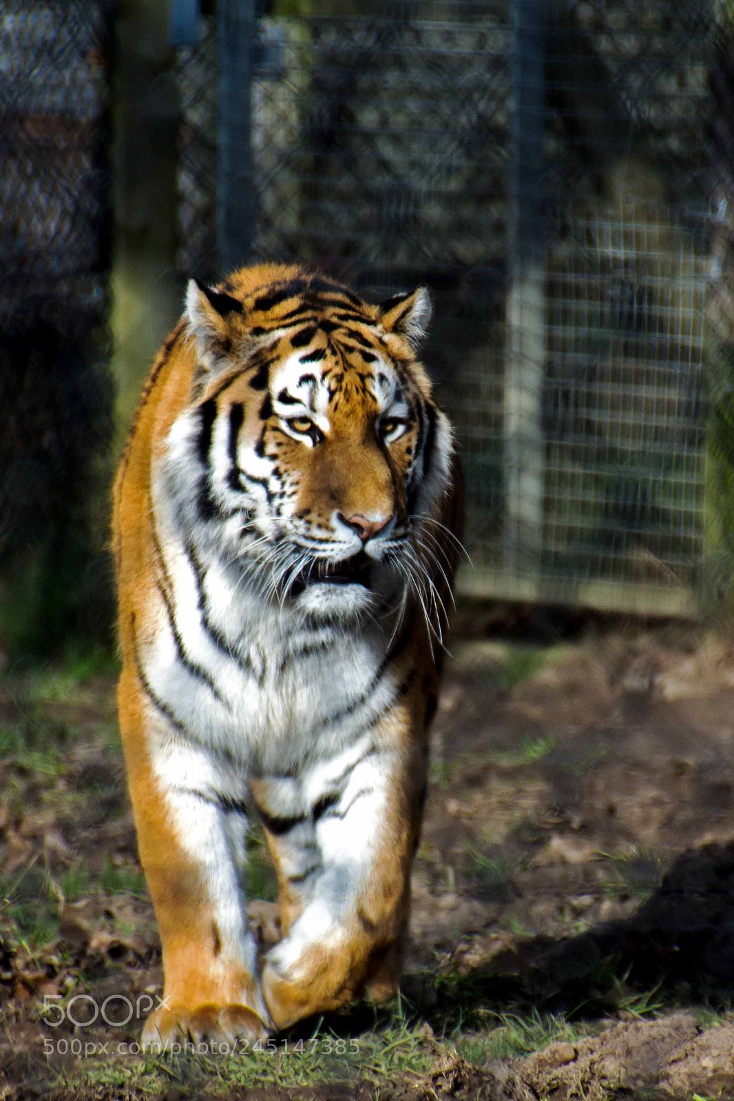 Nikon D7200 sample photo. Amur tiger photography
