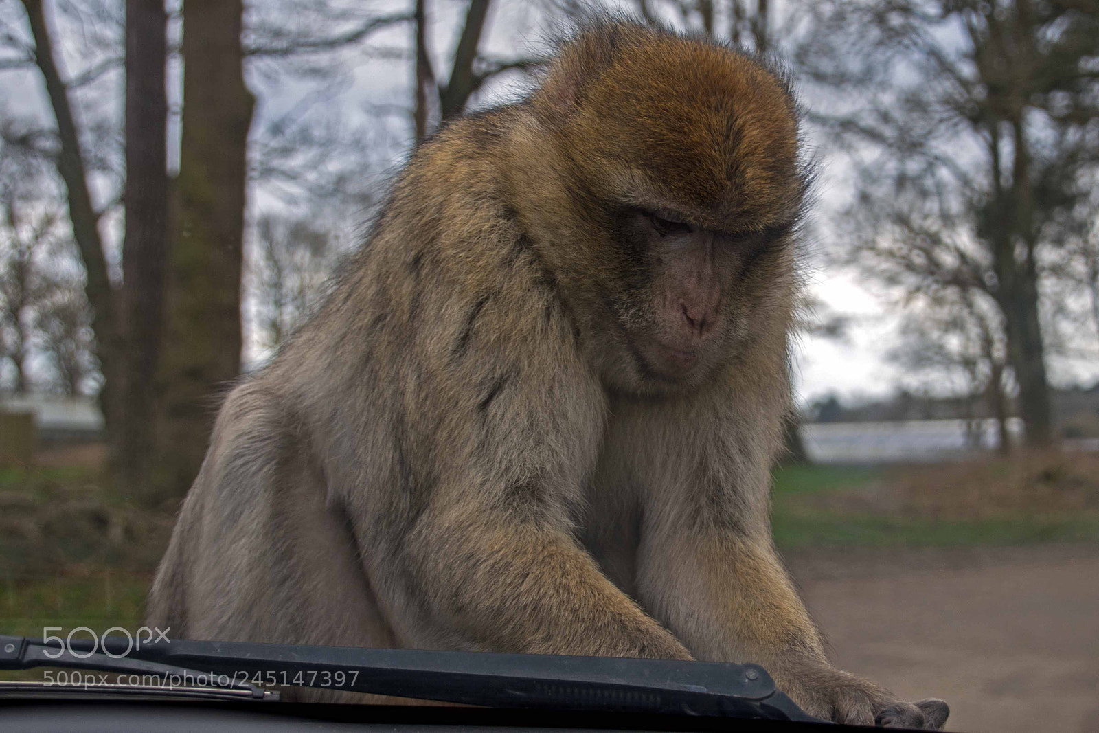 Nikon D7200 sample photo. Monkey photography