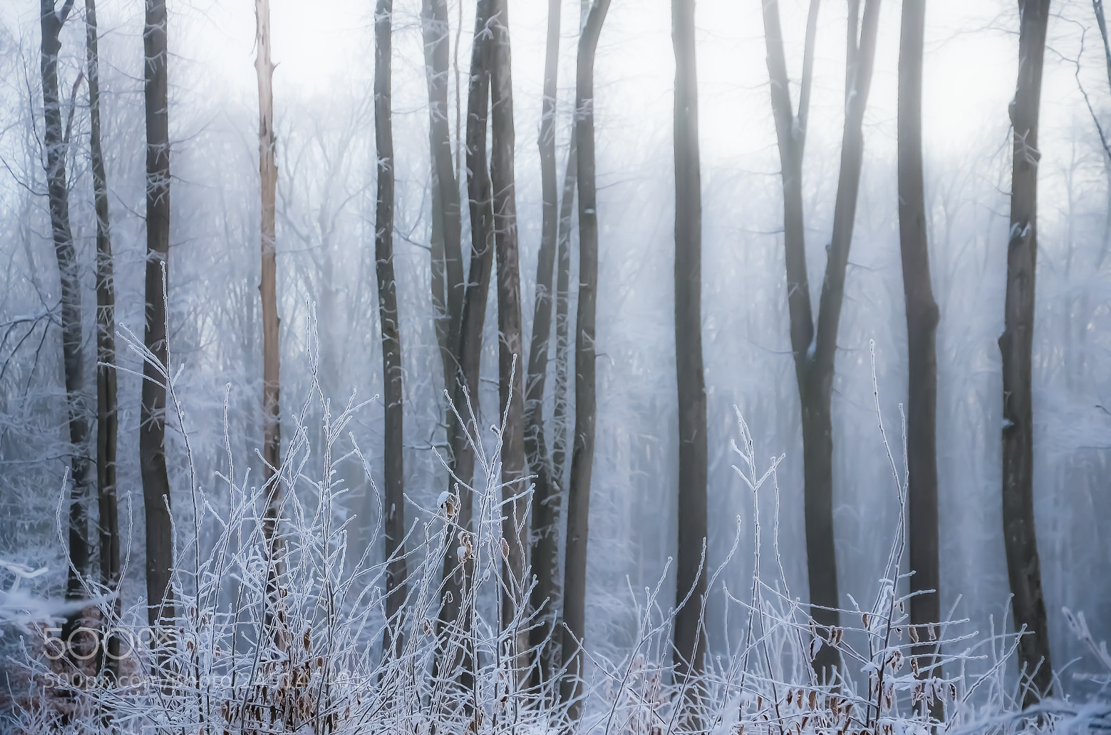 Nikon D5100 sample photo. Barnova forest photography