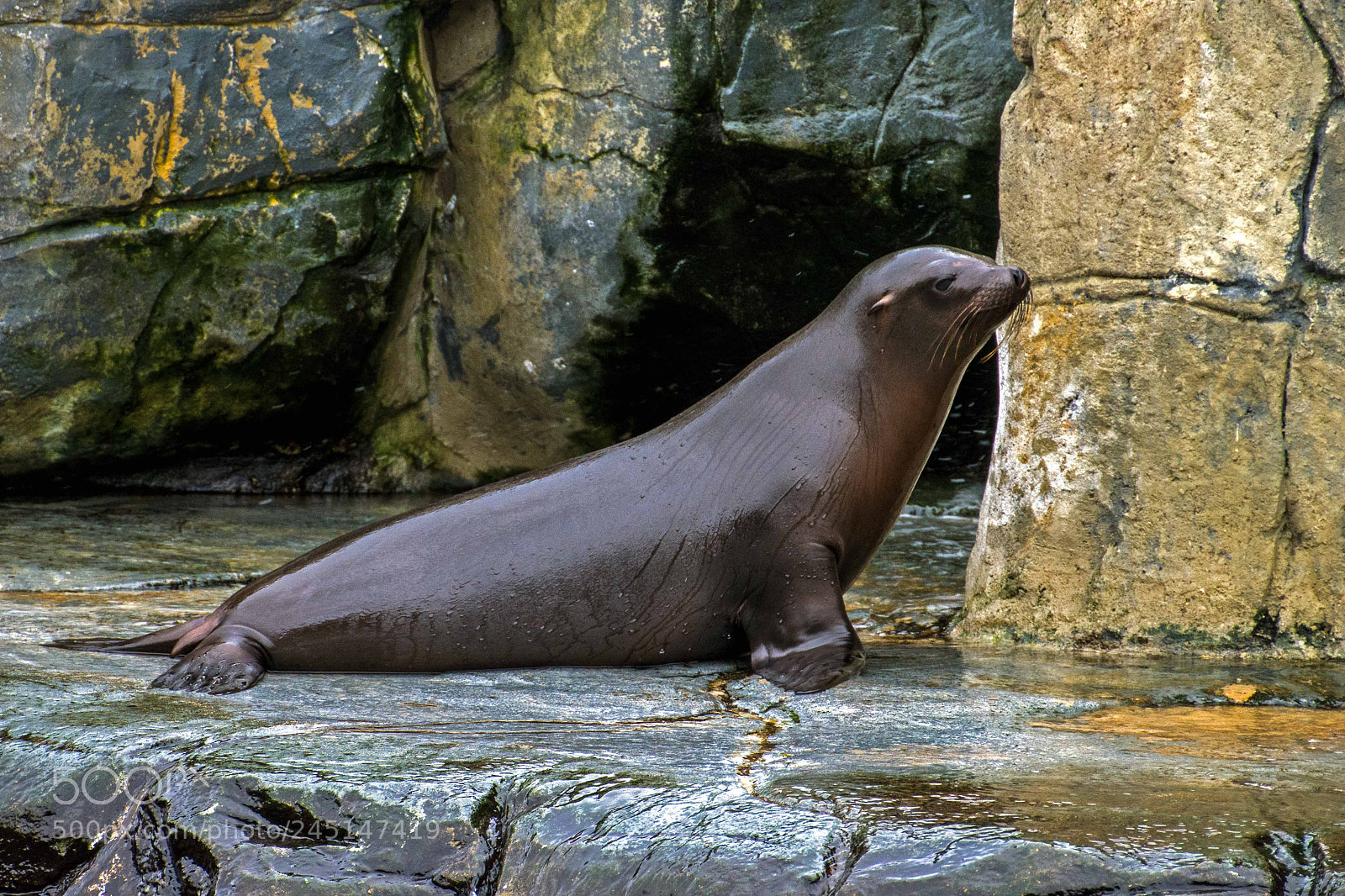 Nikon D7200 sample photo. Sealion photography