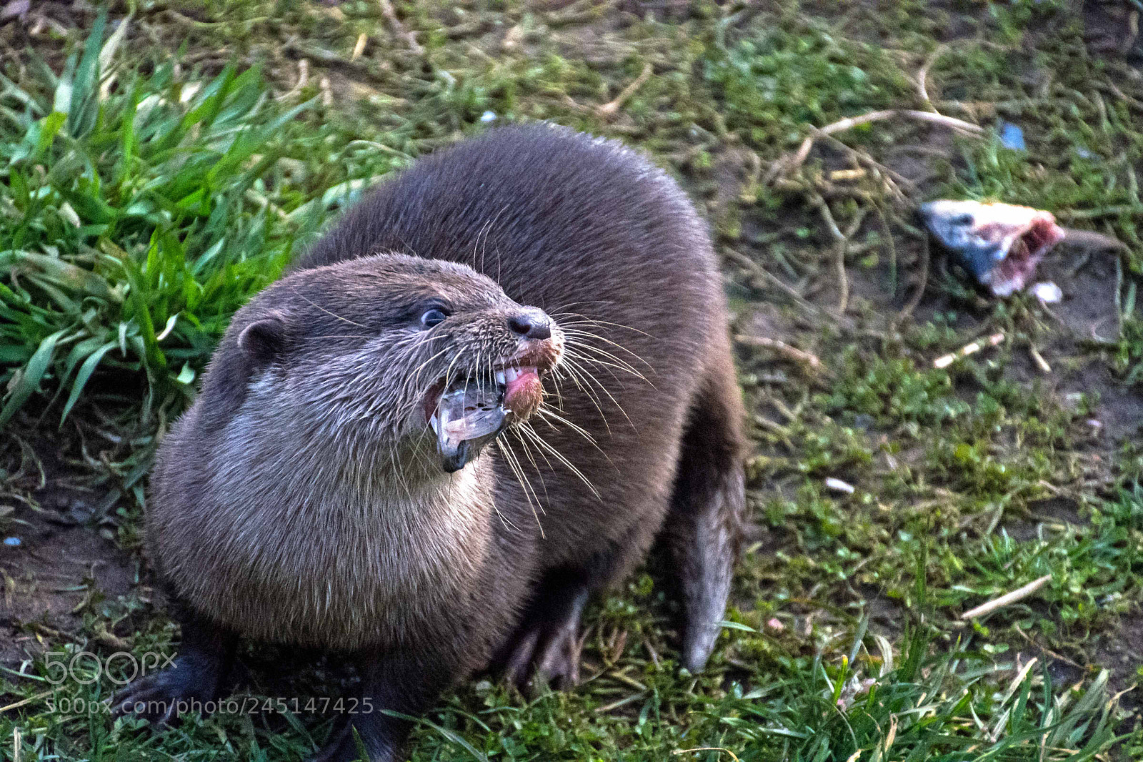 Nikon D7200 sample photo. Otter photography