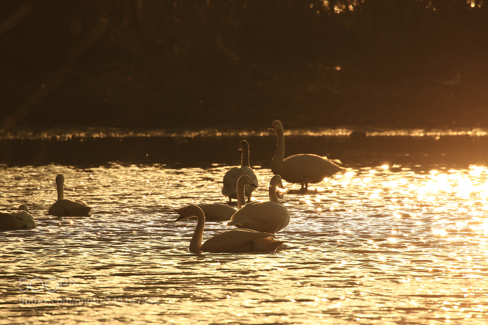 Canon EOS 7D Mark II sample photo. Gold  黄金色の夕刻 photography