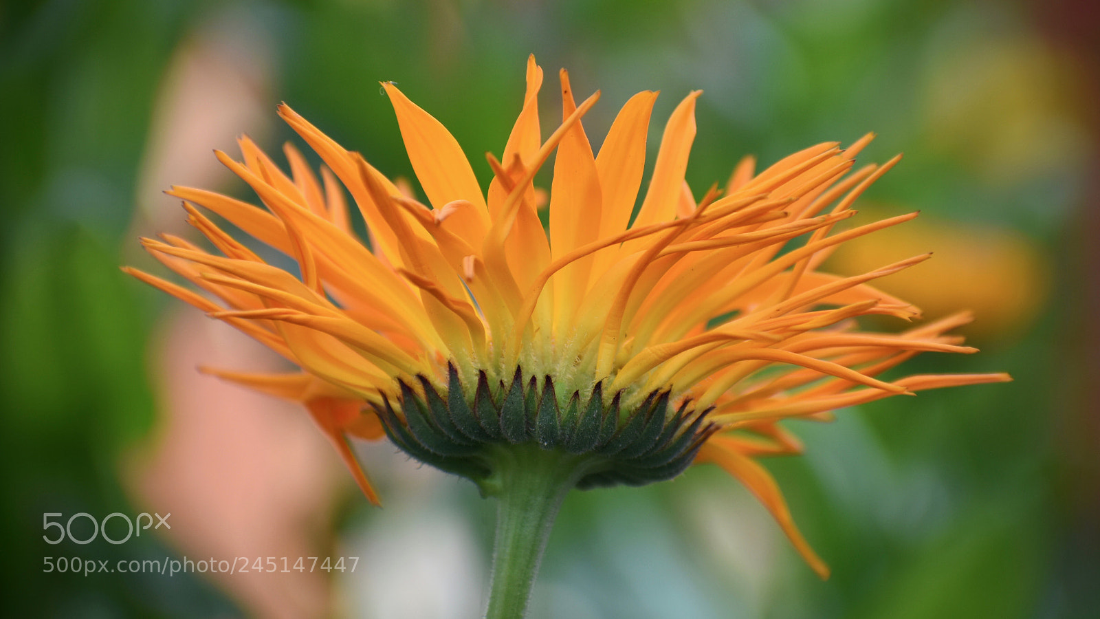 Nikon D7200 sample photo. Jbj photography