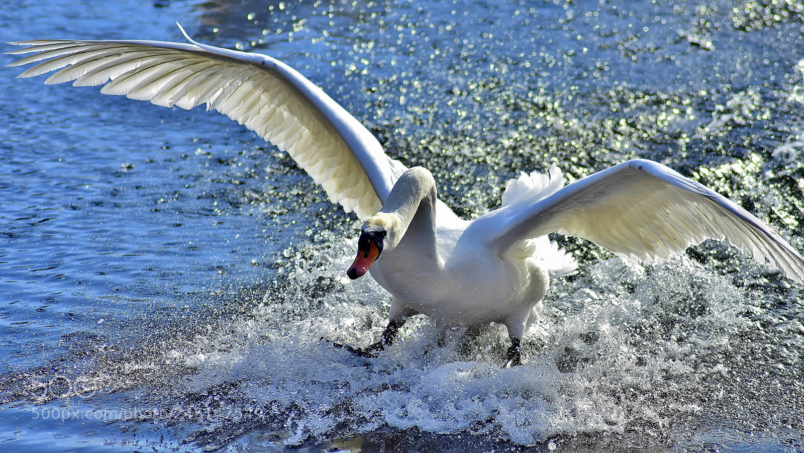 Nikon D3400 sample photo. Touchdown... photography