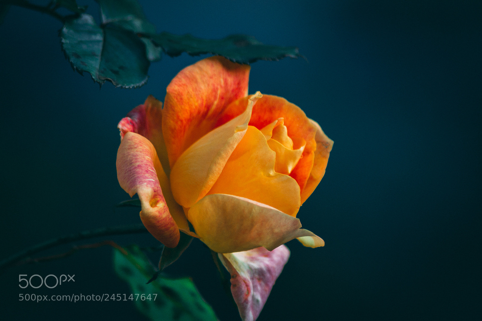 Nikon D3100 sample photo. Only a rose photography