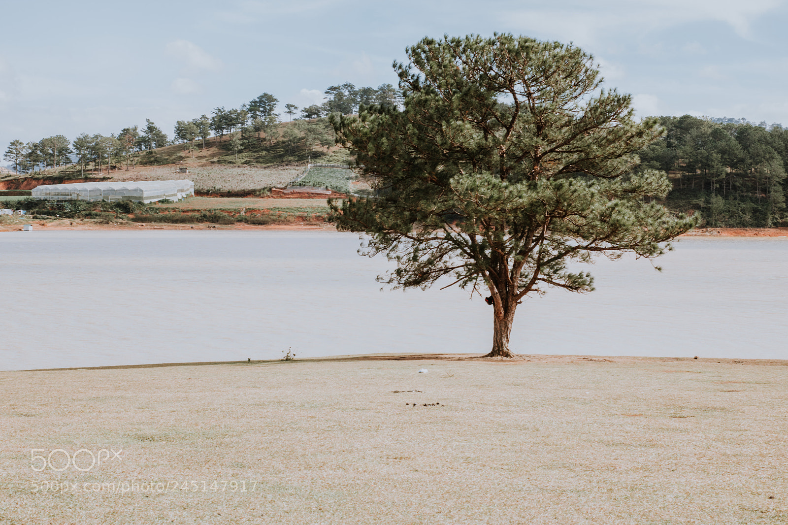 Canon EOS 750D (EOS Rebel T6i / EOS Kiss X8i) sample photo. Lonely tree photography