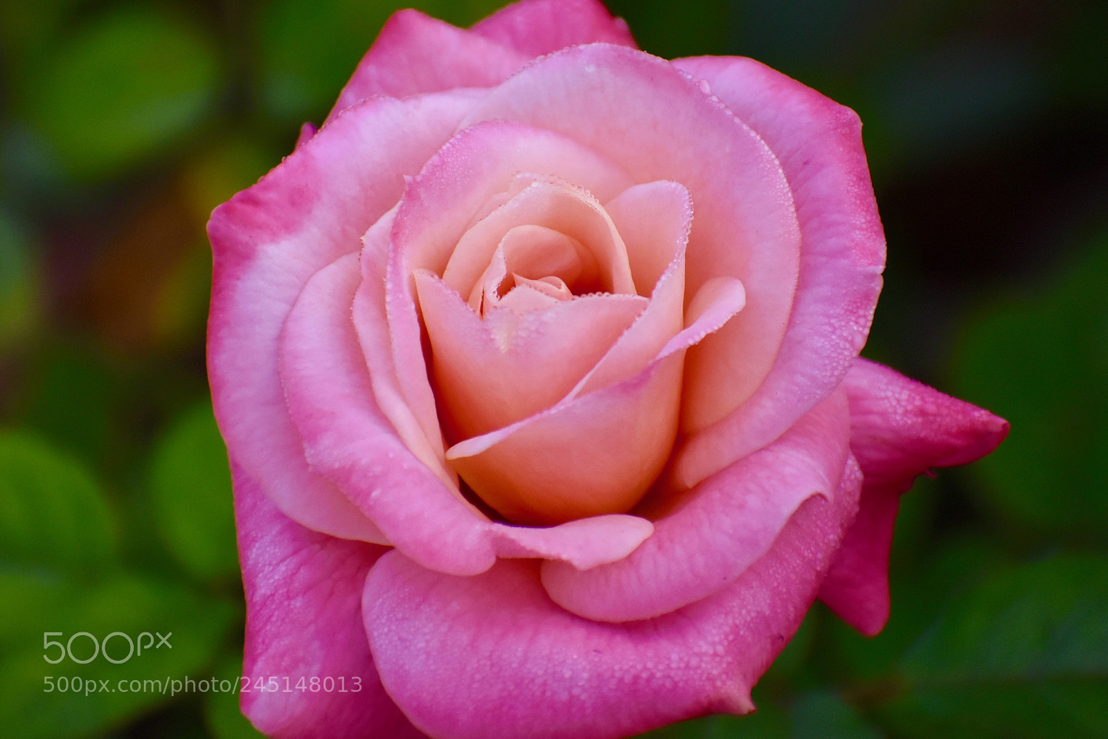 Nikon D7200 sample photo. Jbj_rose photography