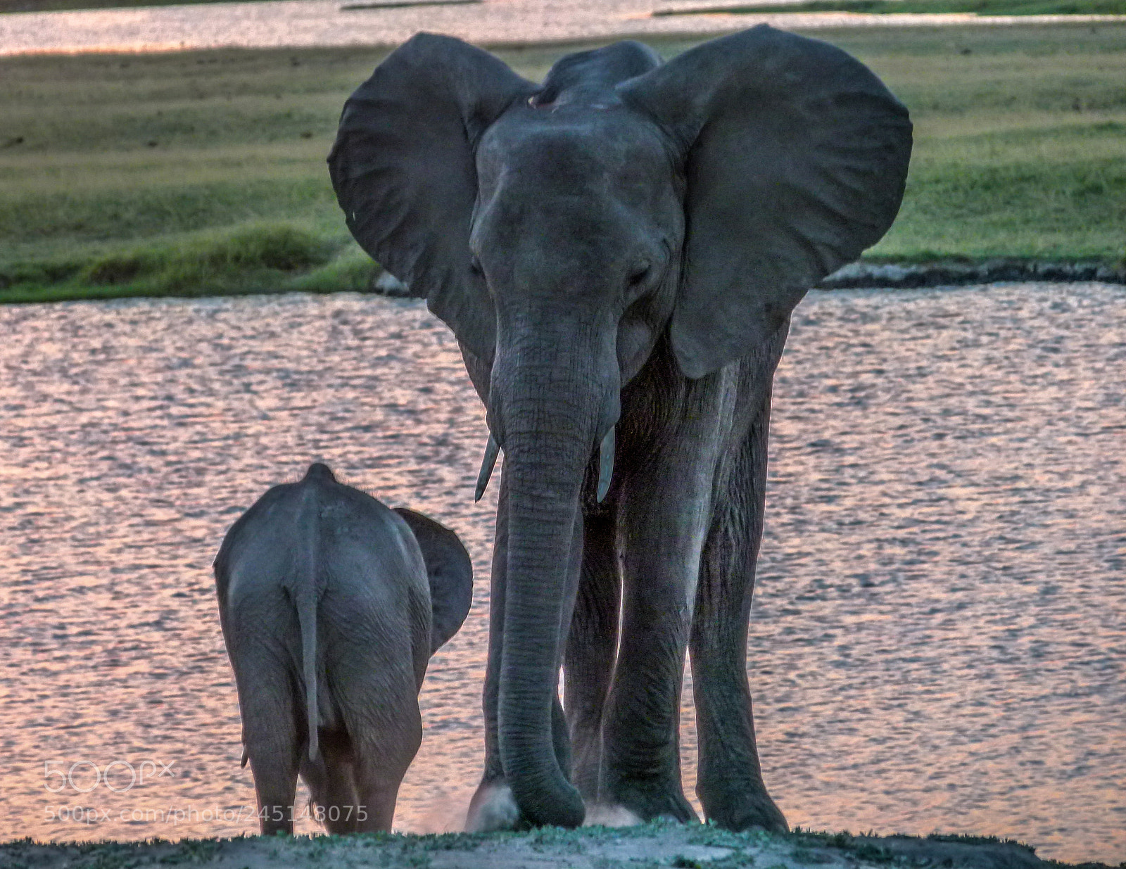 Panasonic Lumix DMC-FZ100 sample photo. Elephants on river photography