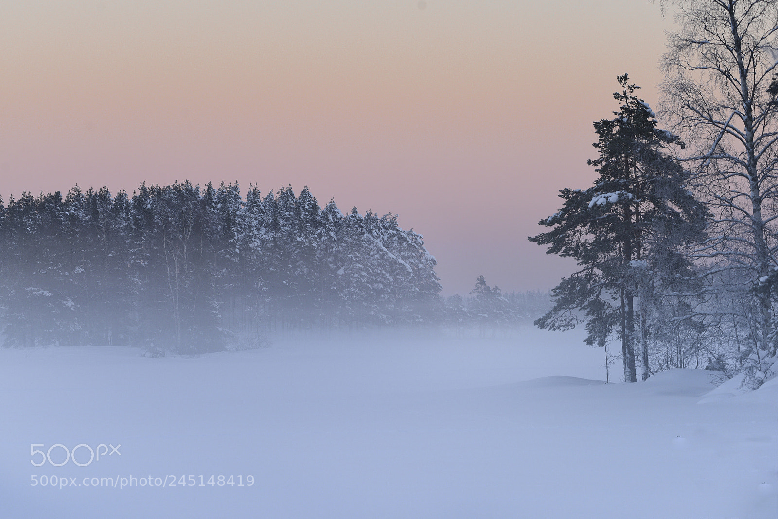 Nikon D810 sample photo. Winter hogbo photography
