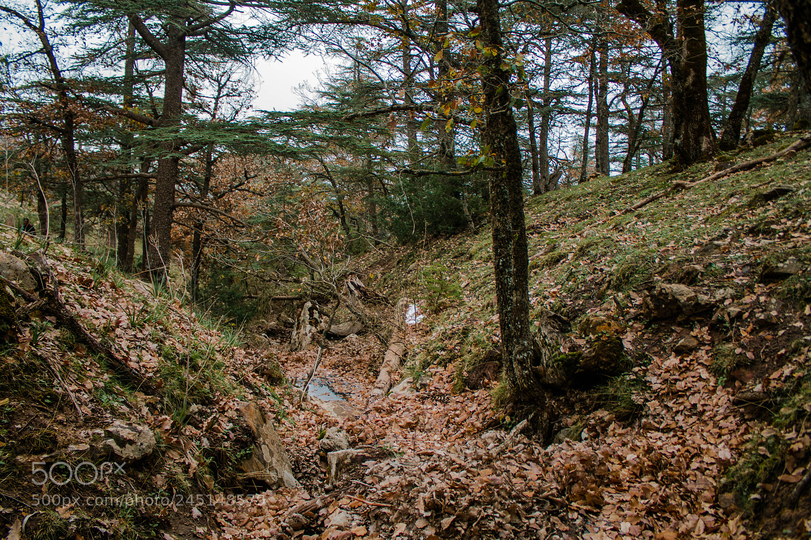 Canon EOS 1100D (EOS Rebel T3 / EOS Kiss X50) sample photo. Forest photography