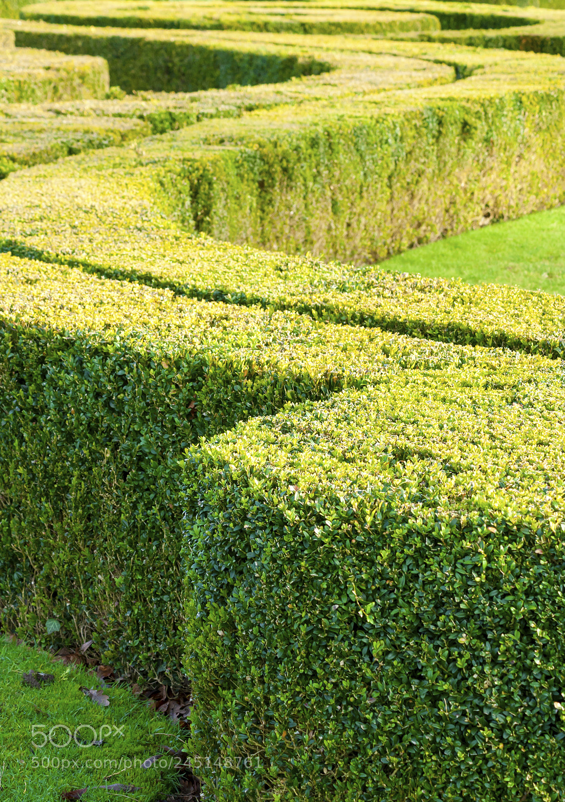 Canon EOS 350D (EOS Digital Rebel XT / EOS Kiss Digital N) sample photo. Curving hedge and lawn photography