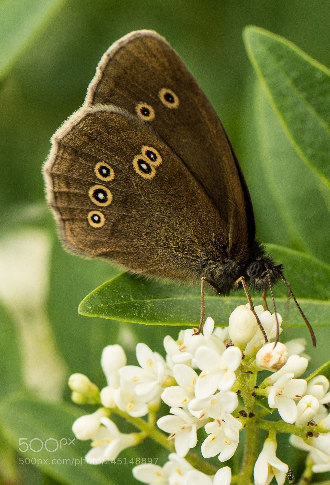 Nikon D7200 sample photo. Ringlet photography