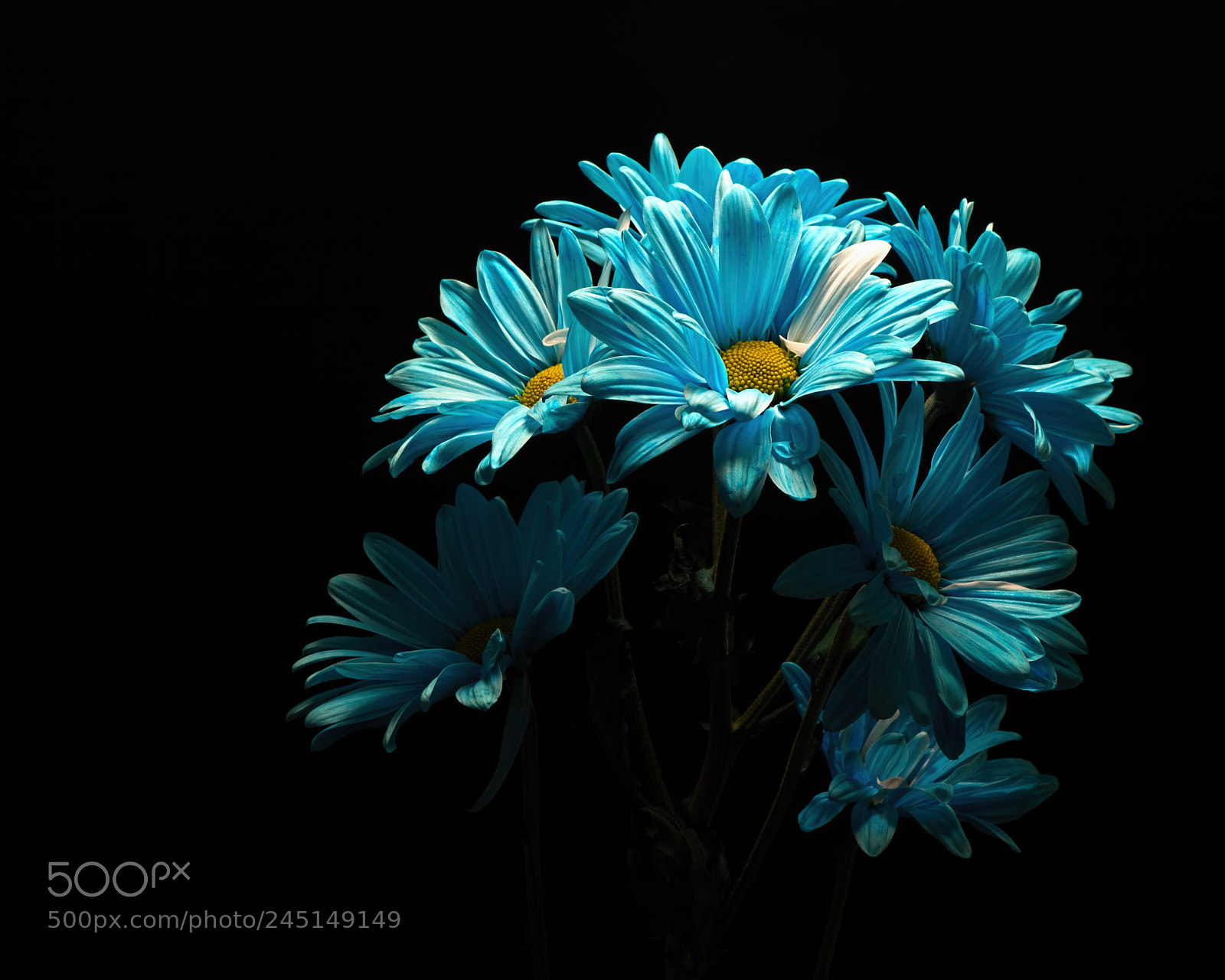 Nikon D810 sample photo. Like minded 1111 photography