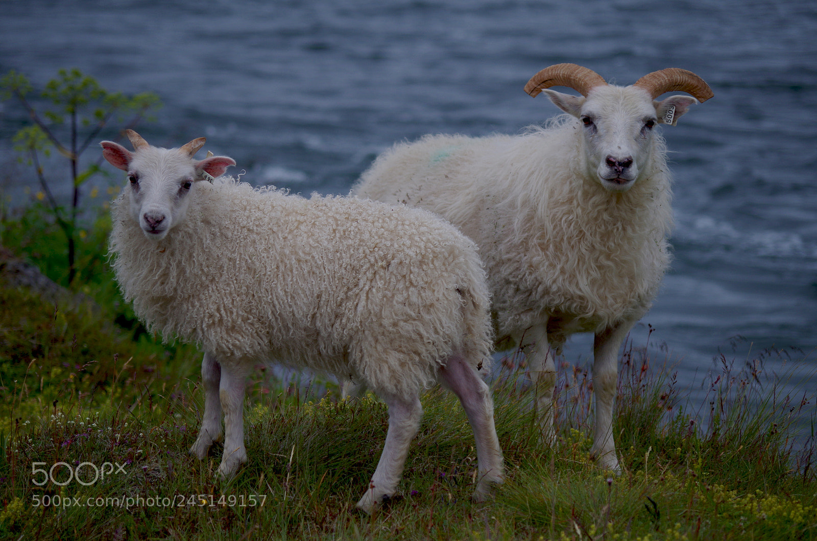 Pentax K-500 sample photo. Sheep and lamb photography