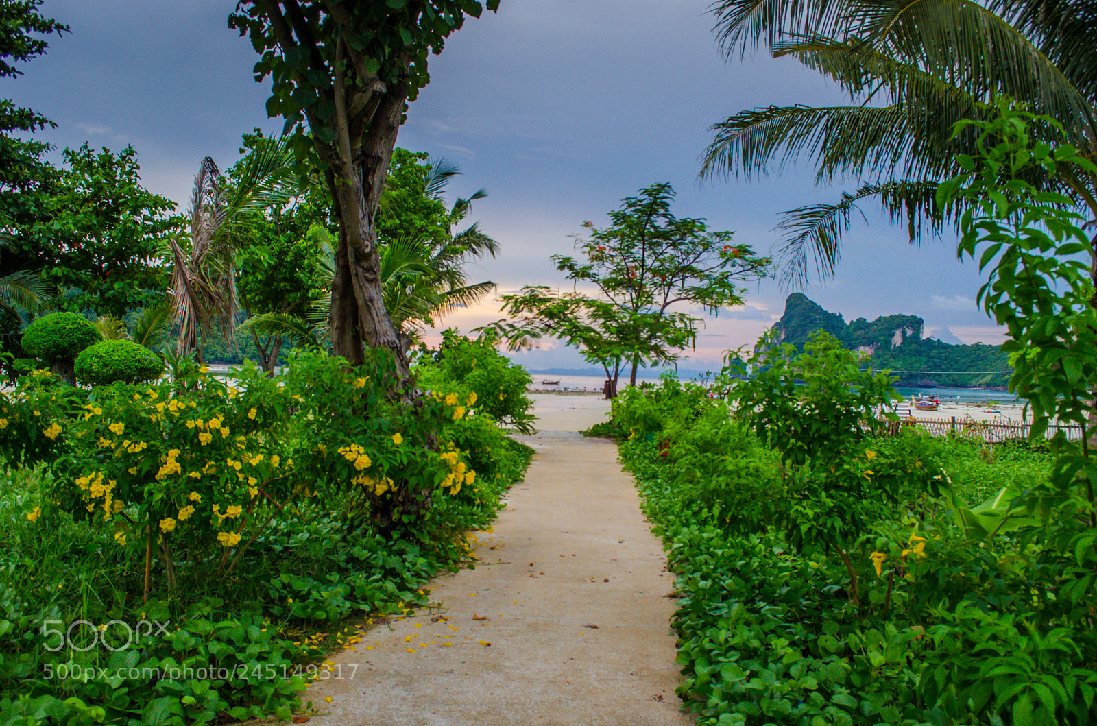 Nikon D5100 sample photo. Path to the beach photography