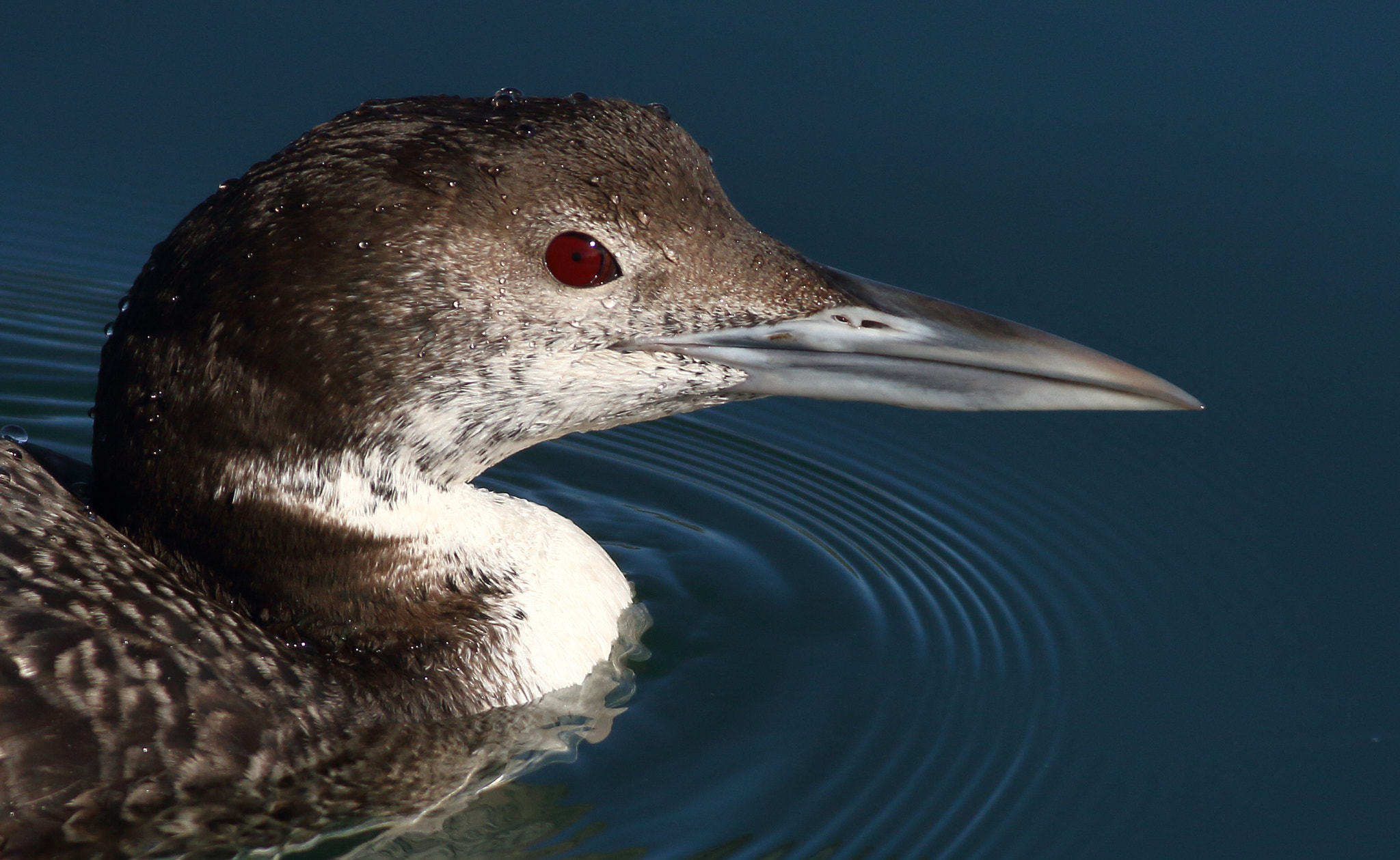 Canon EOS 7D + Canon EF 400mm F5.6L USM sample photo. Common loon photography