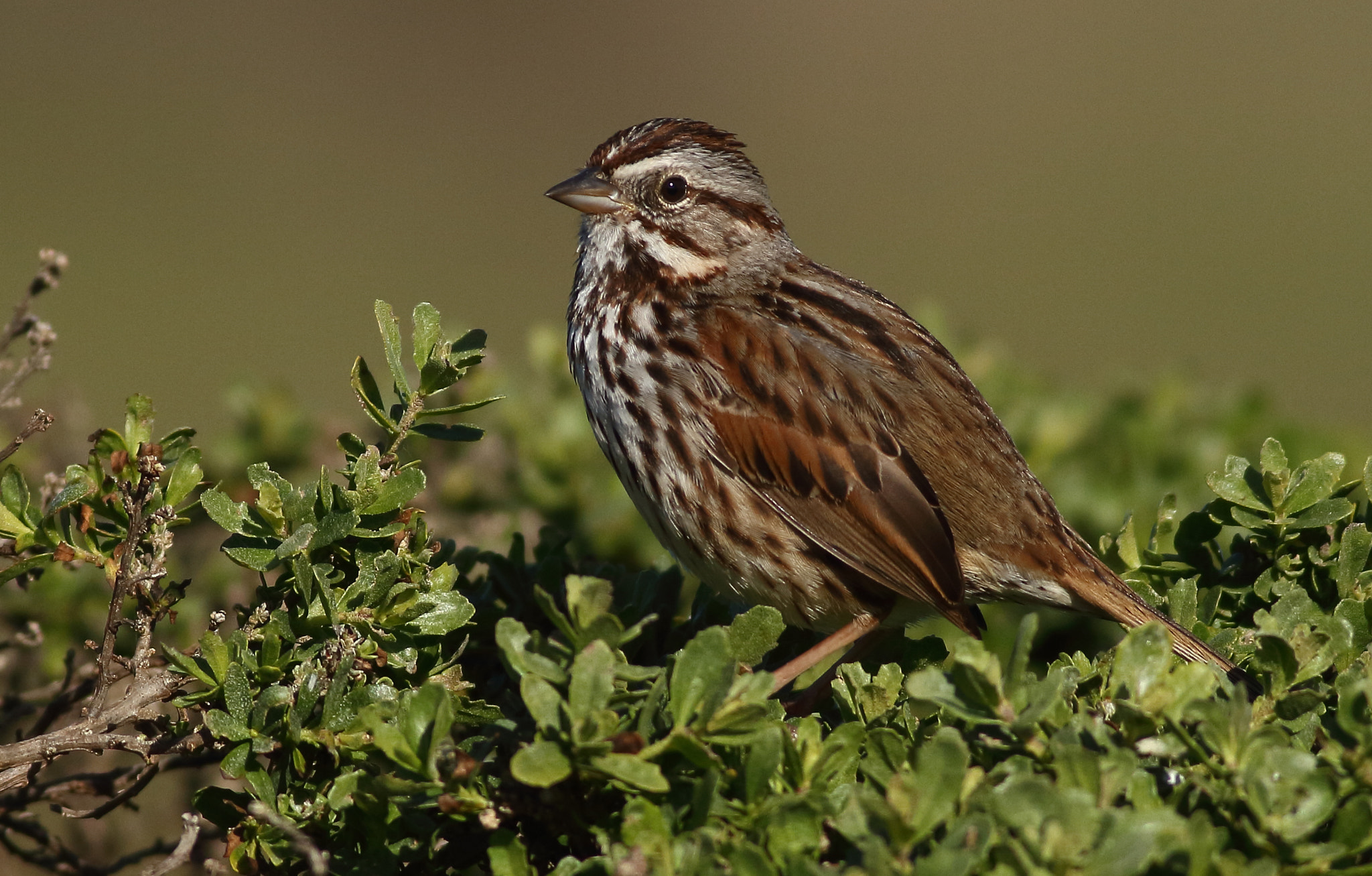 Canon EOS 7D + Canon EF 400mm F5.6L USM sample photo. Song sparrow photography