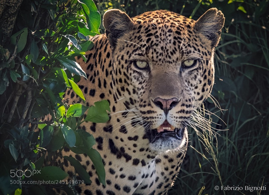 Nikon D5 sample photo. Met this male leopard photography
