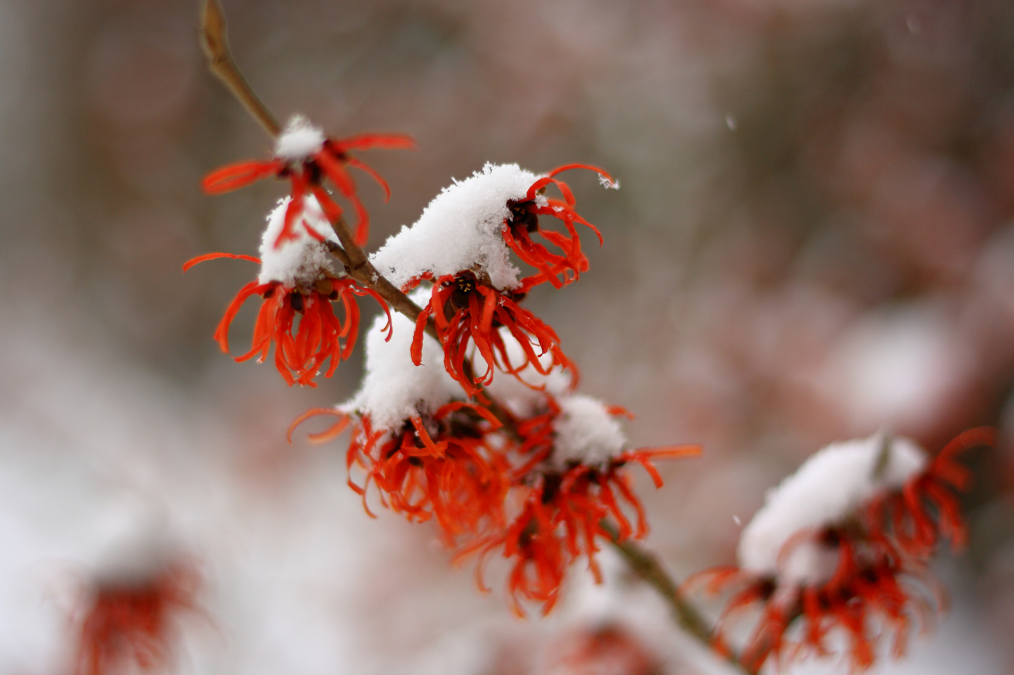 Canon EOS 1000D (EOS Digital Rebel XS / EOS Kiss F) + Canon EF 50mm F1.8 STM sample photo. Snowy morning photography
