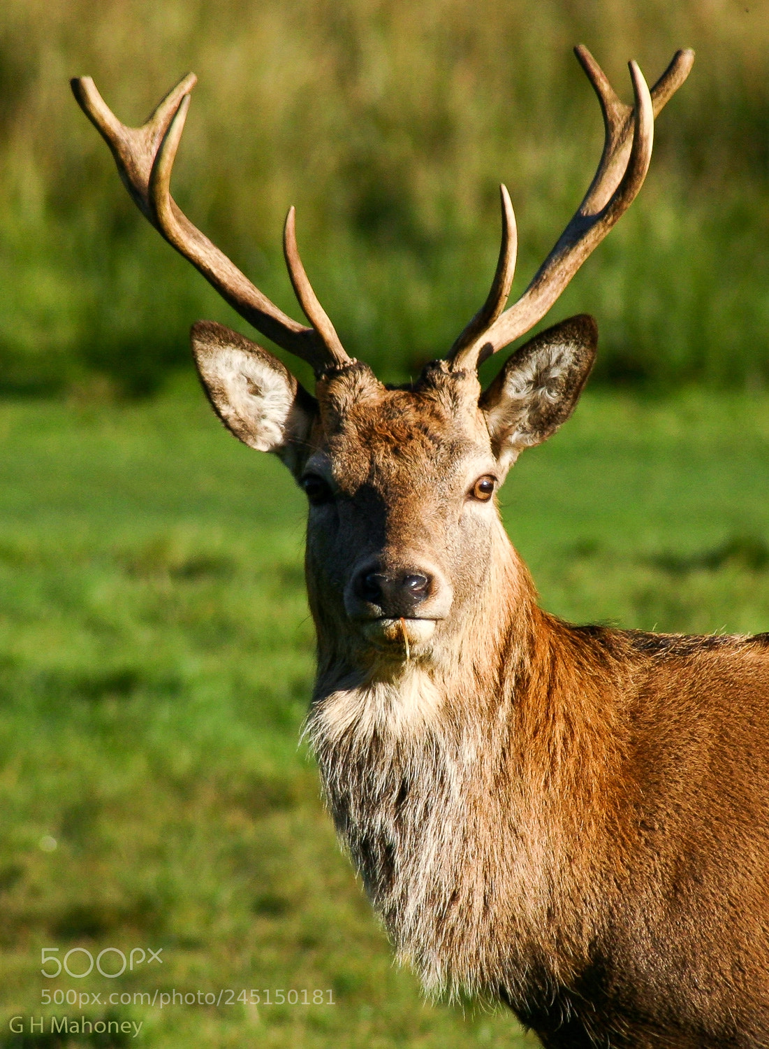 Canon EOS 300D (EOS Digital Rebel / EOS Kiss Digital) sample photo. Young stag photography